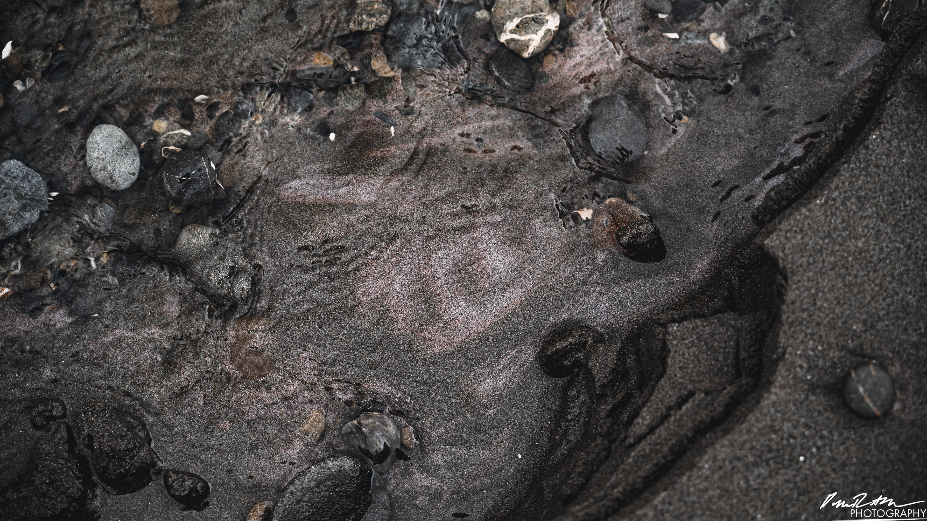 The Beach of Life - Kalaloch 