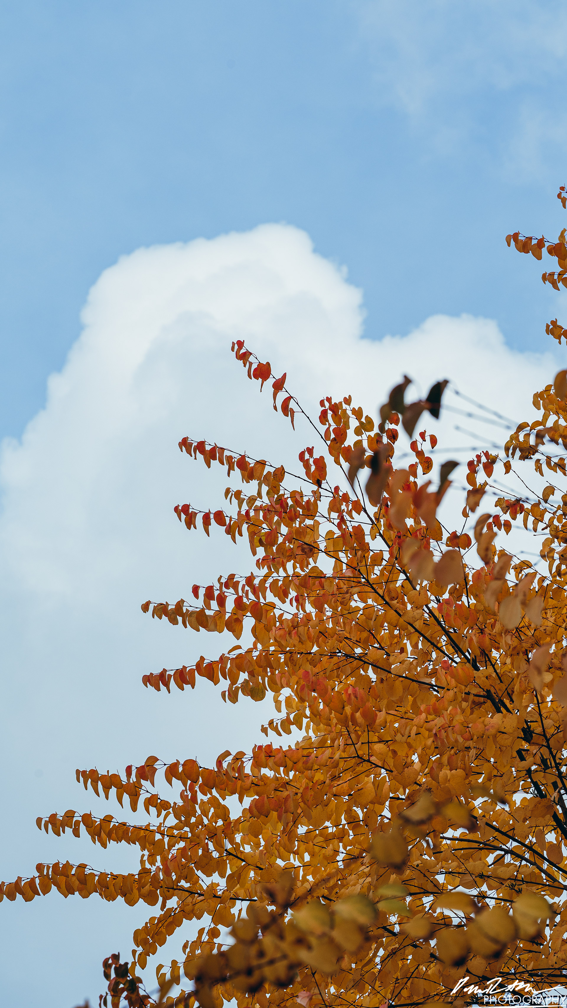 YELLOW - Enumclaw WA