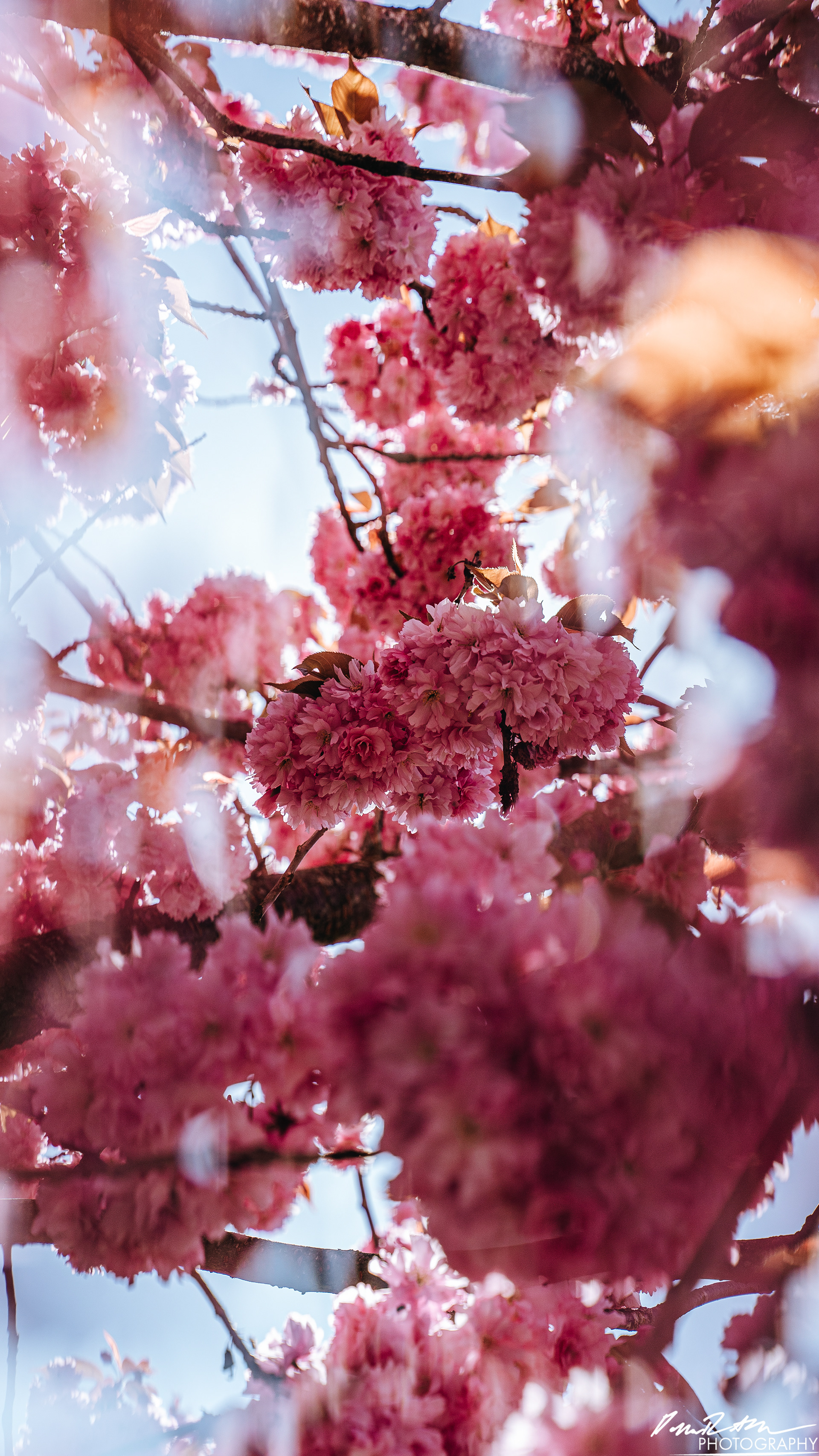 Out of Focus - Enumclaw WA