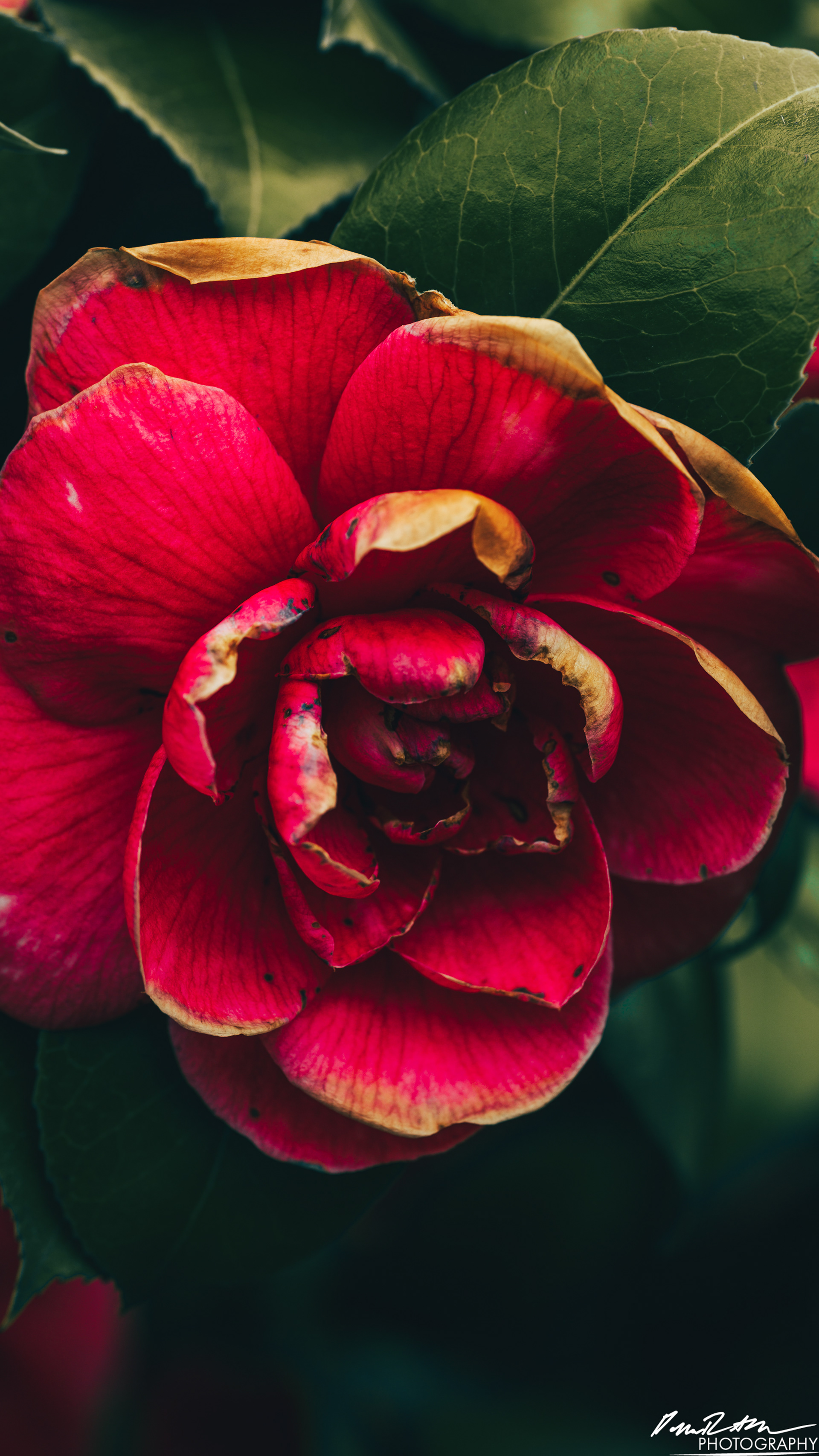 Up Close - Enumclaw WA