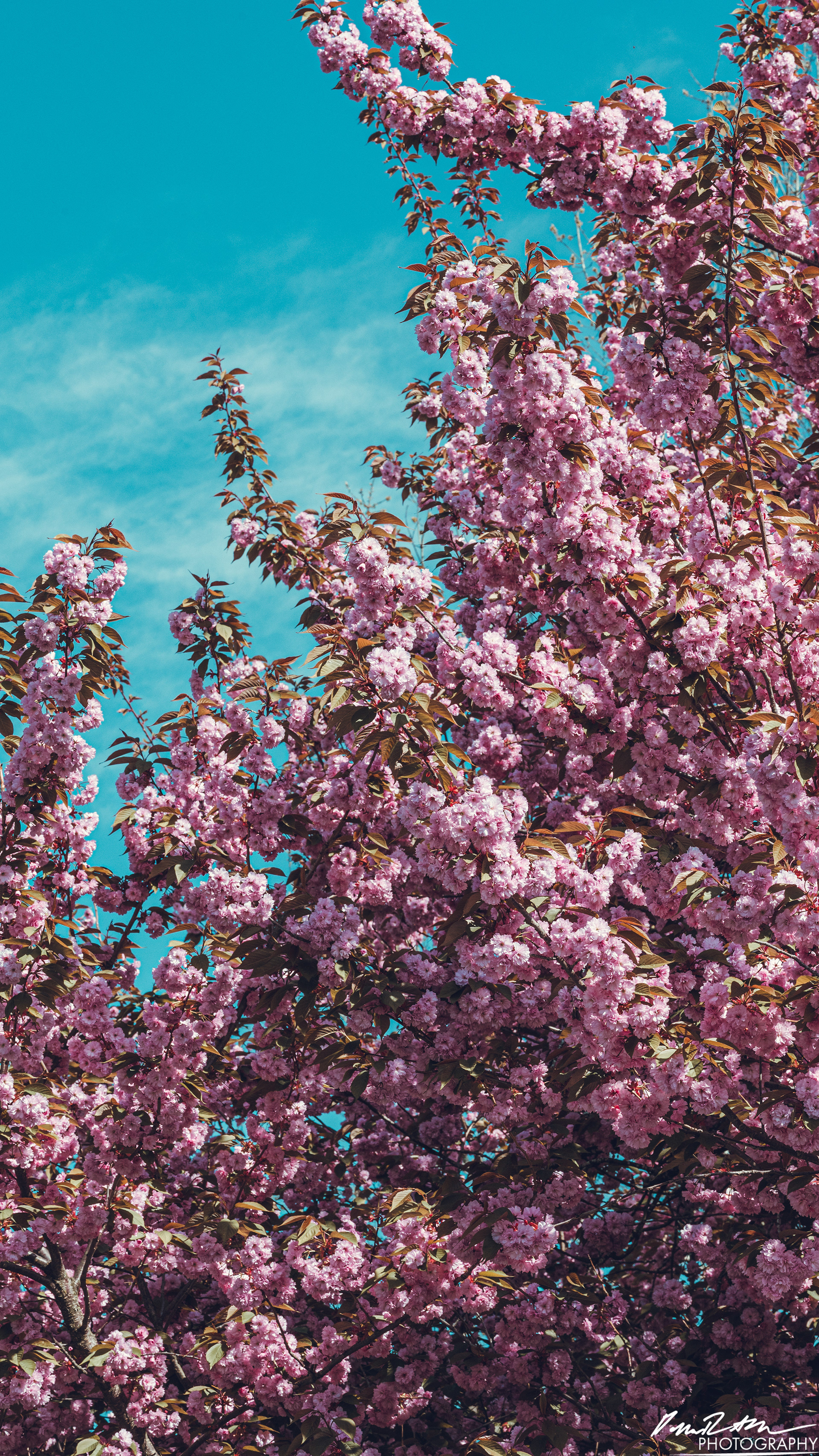 Up Close - Enumclaw WA