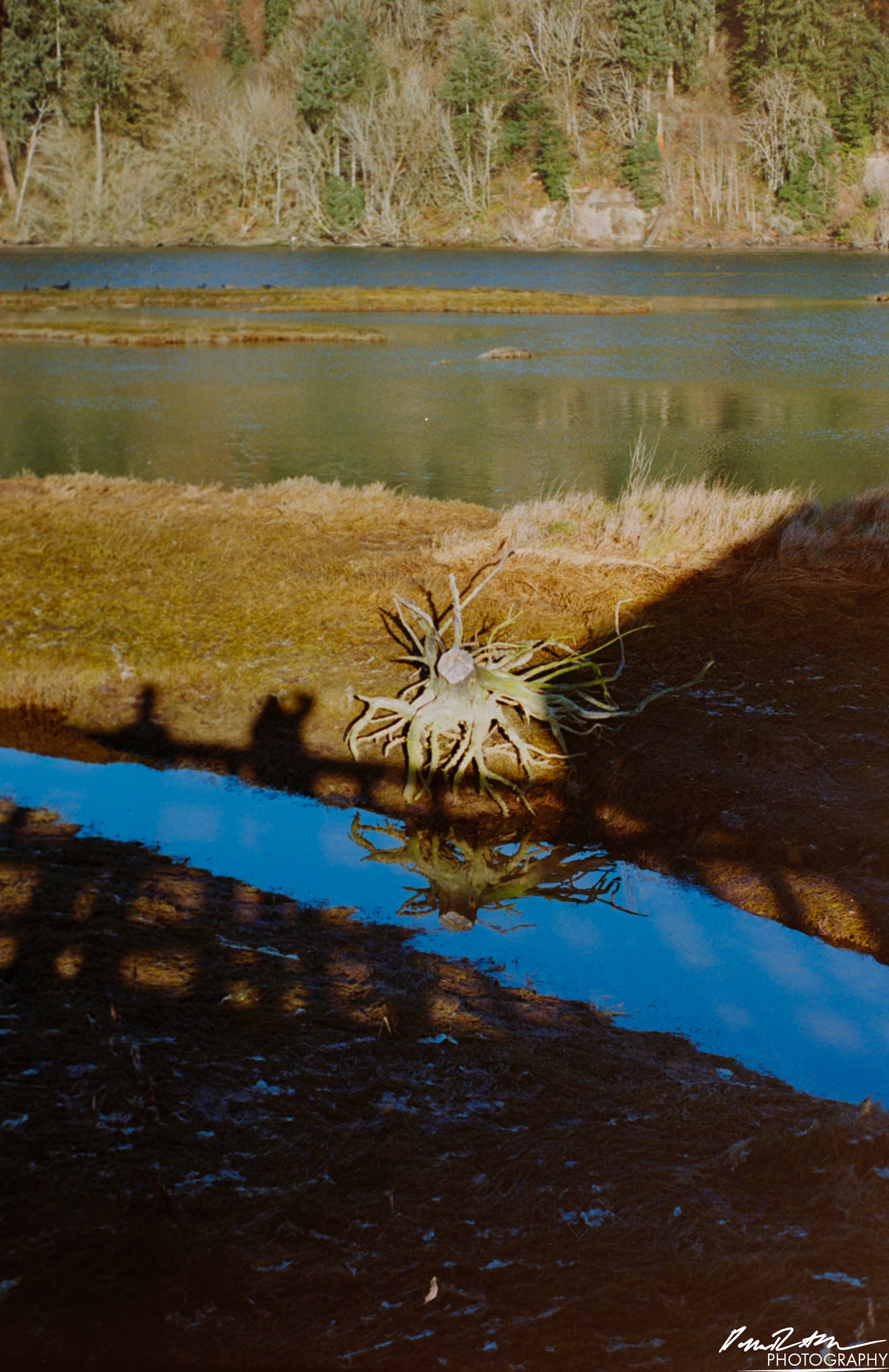 Fujifilm 400 - Nisqually Wildlife Preserve WA