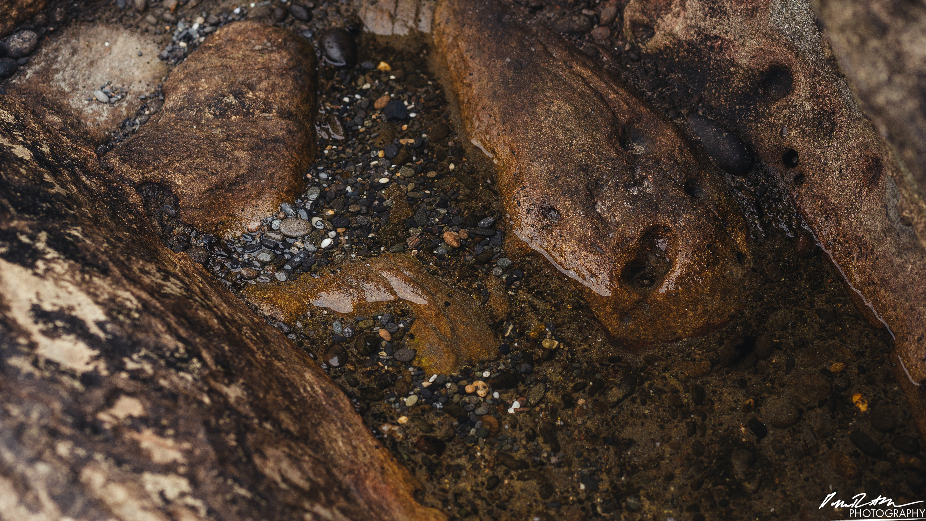 The Beach of Life - Kalaloch 
