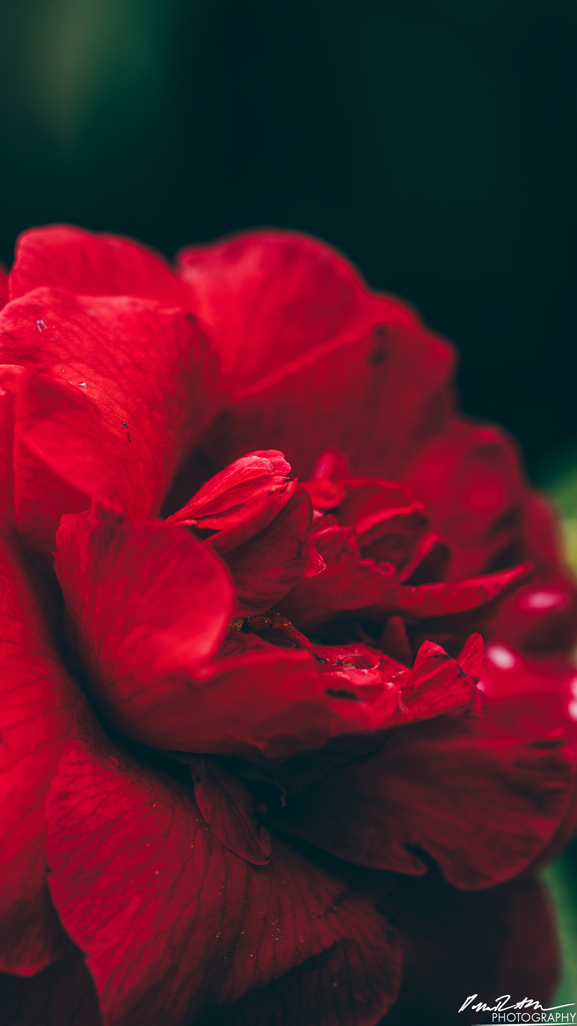 Up Close - Enumclaw WA