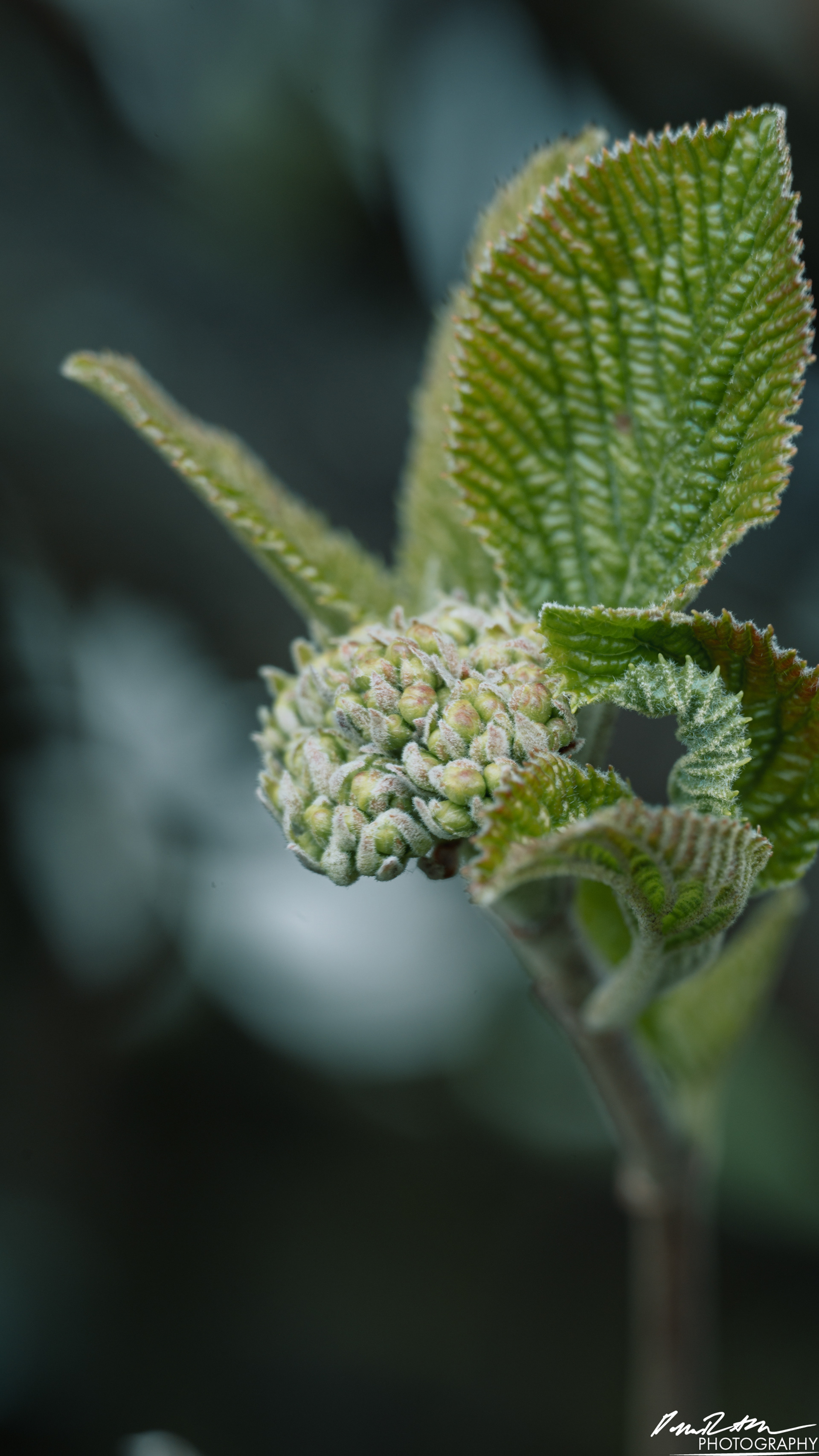 Up Close - Enumclaw WA