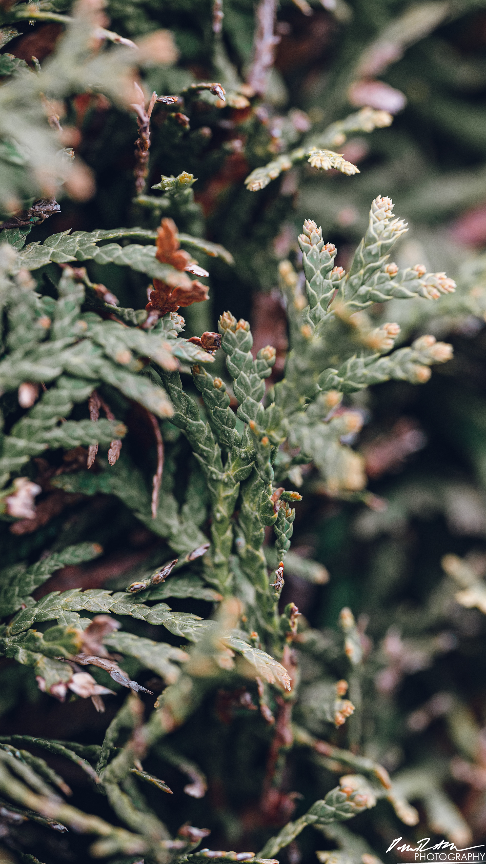 Up Close - Enumclaw WA