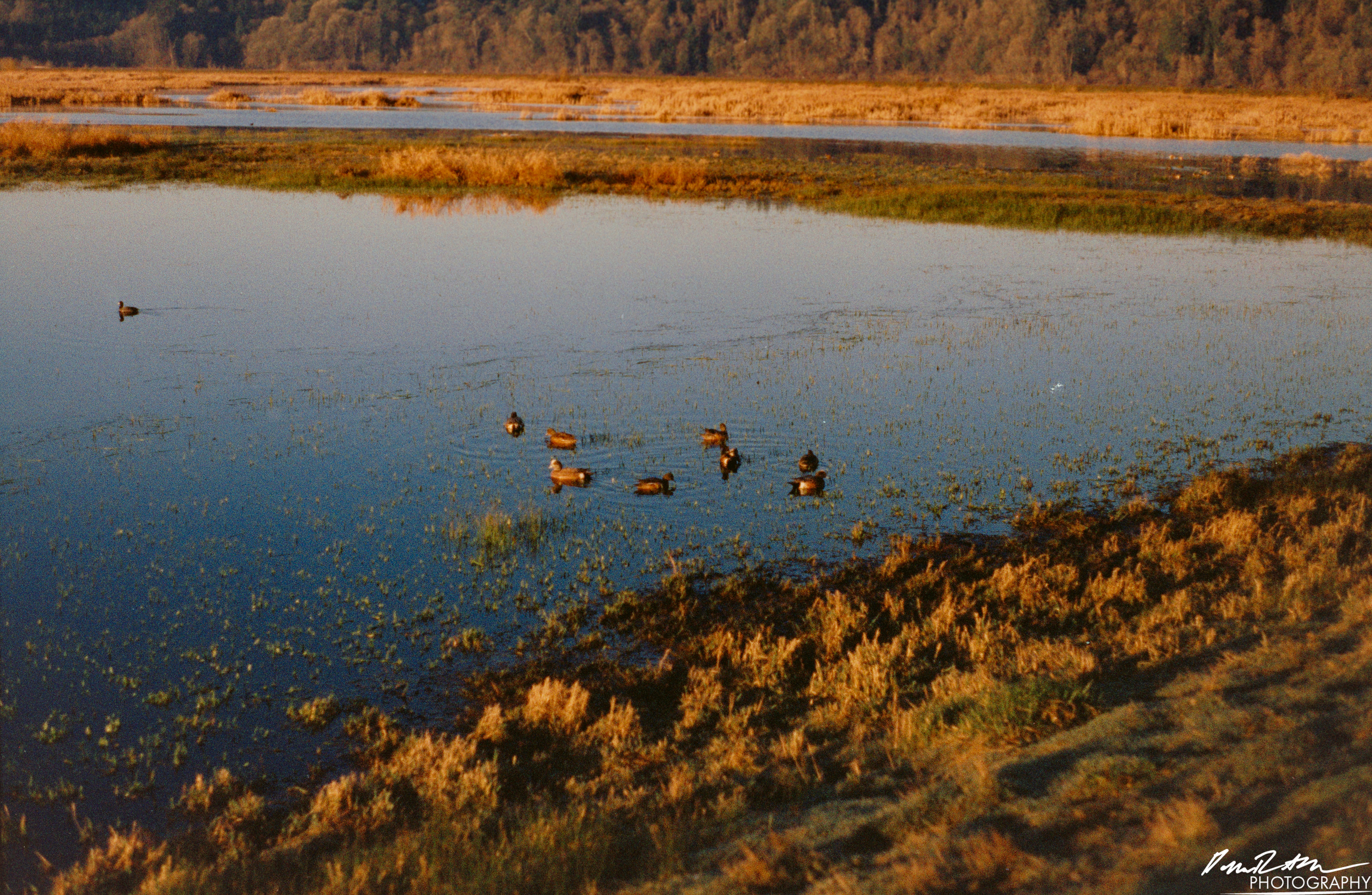 Pheonix 200 - Nisqually Wildlife Preserve WA