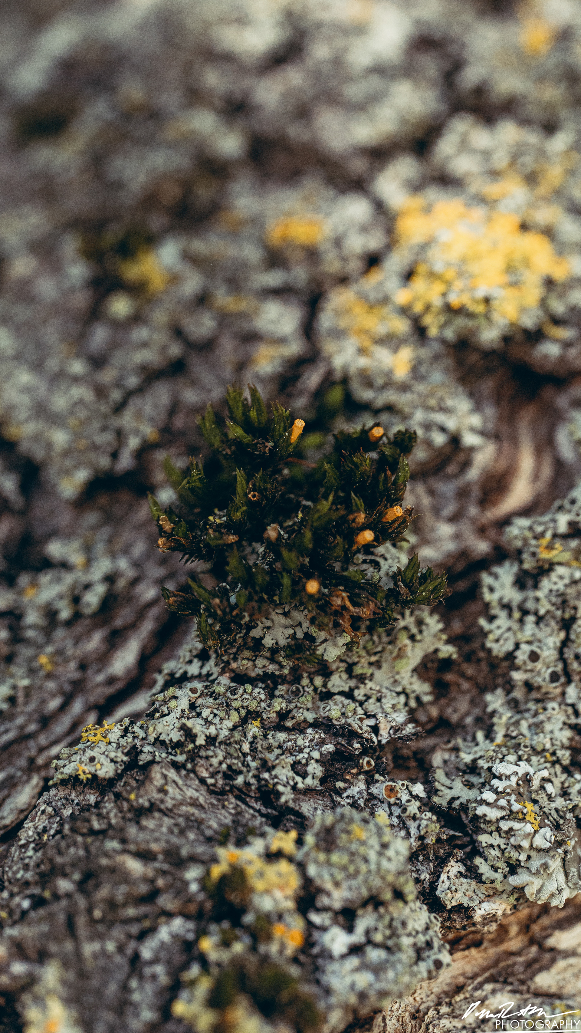 Big World - Enumclaw WA