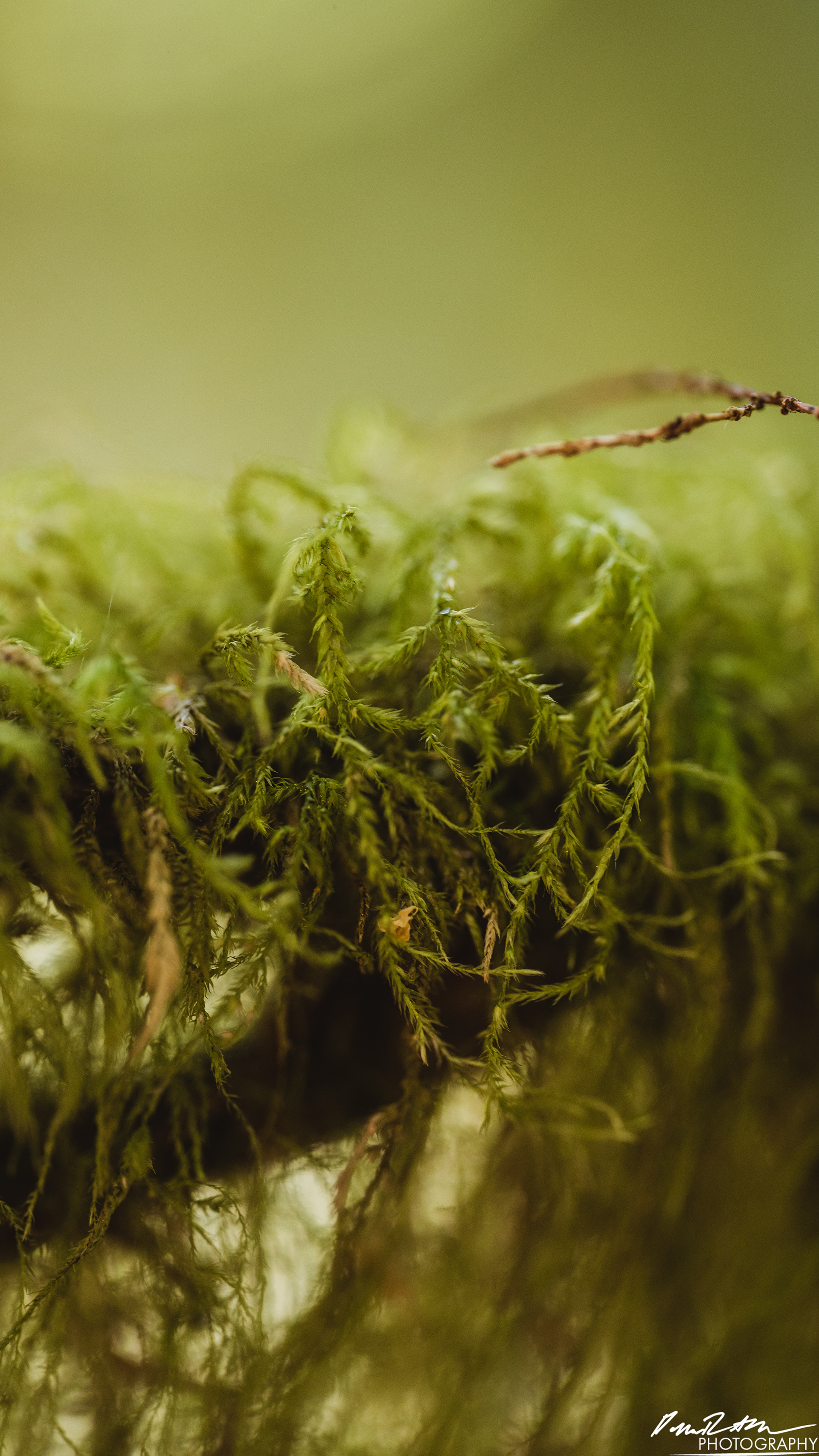 Rapids - Lake Cushman