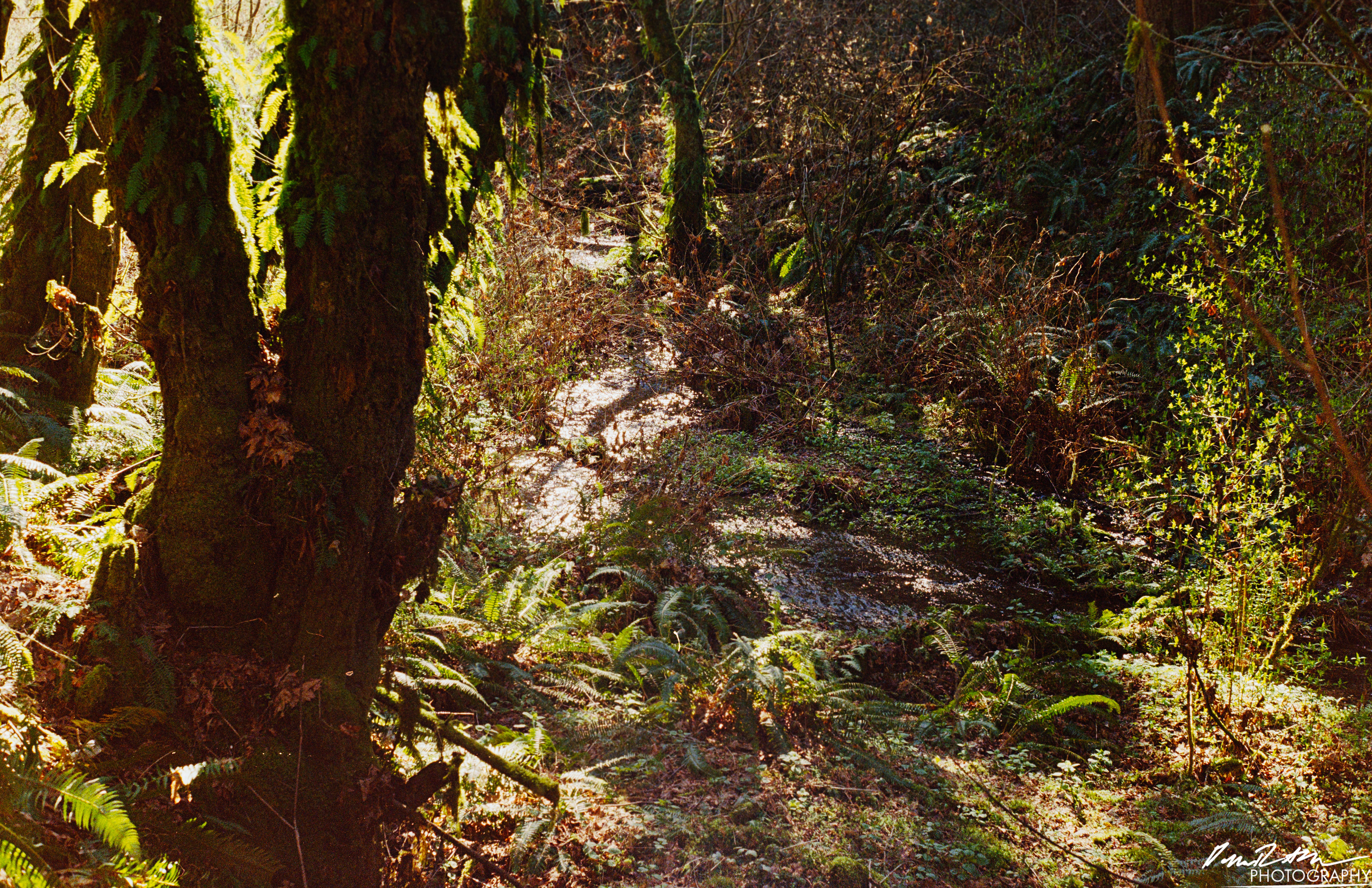 Fujifilm 400 - Dupont WA