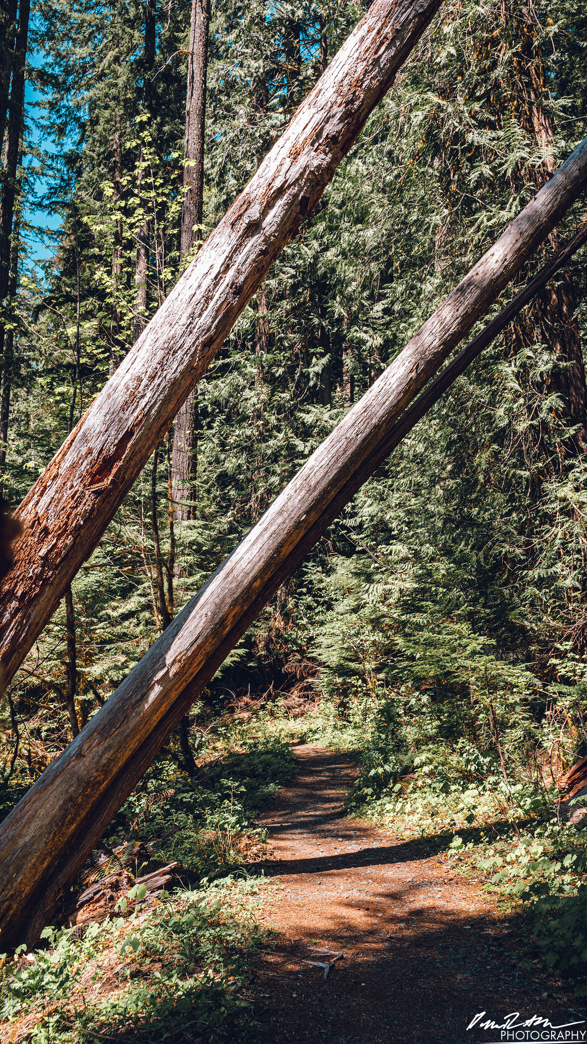 Rapids - Lake Cushman