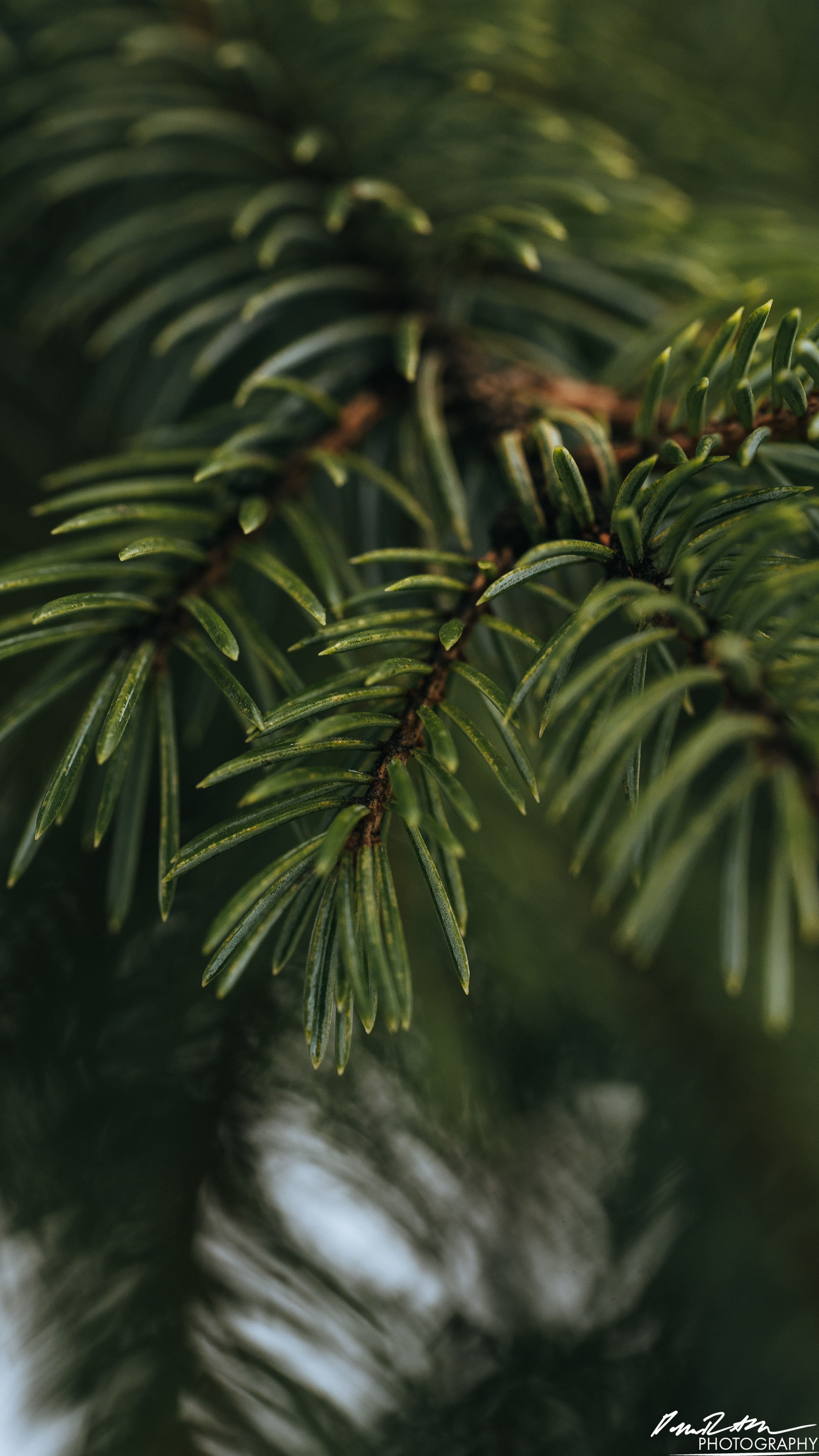 Up Close - Enumclaw WA