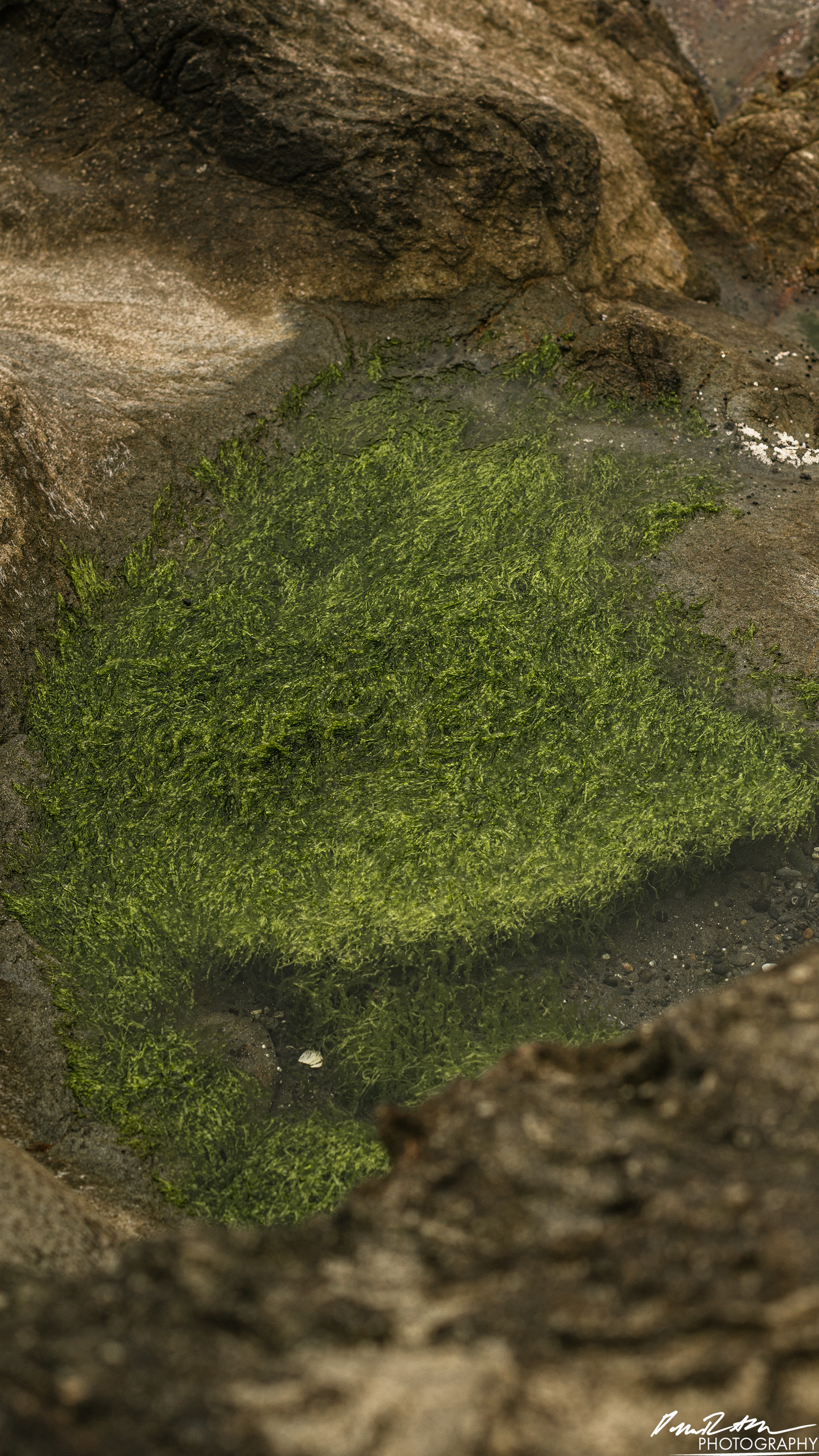 The Beach of Life - Kalaloch 