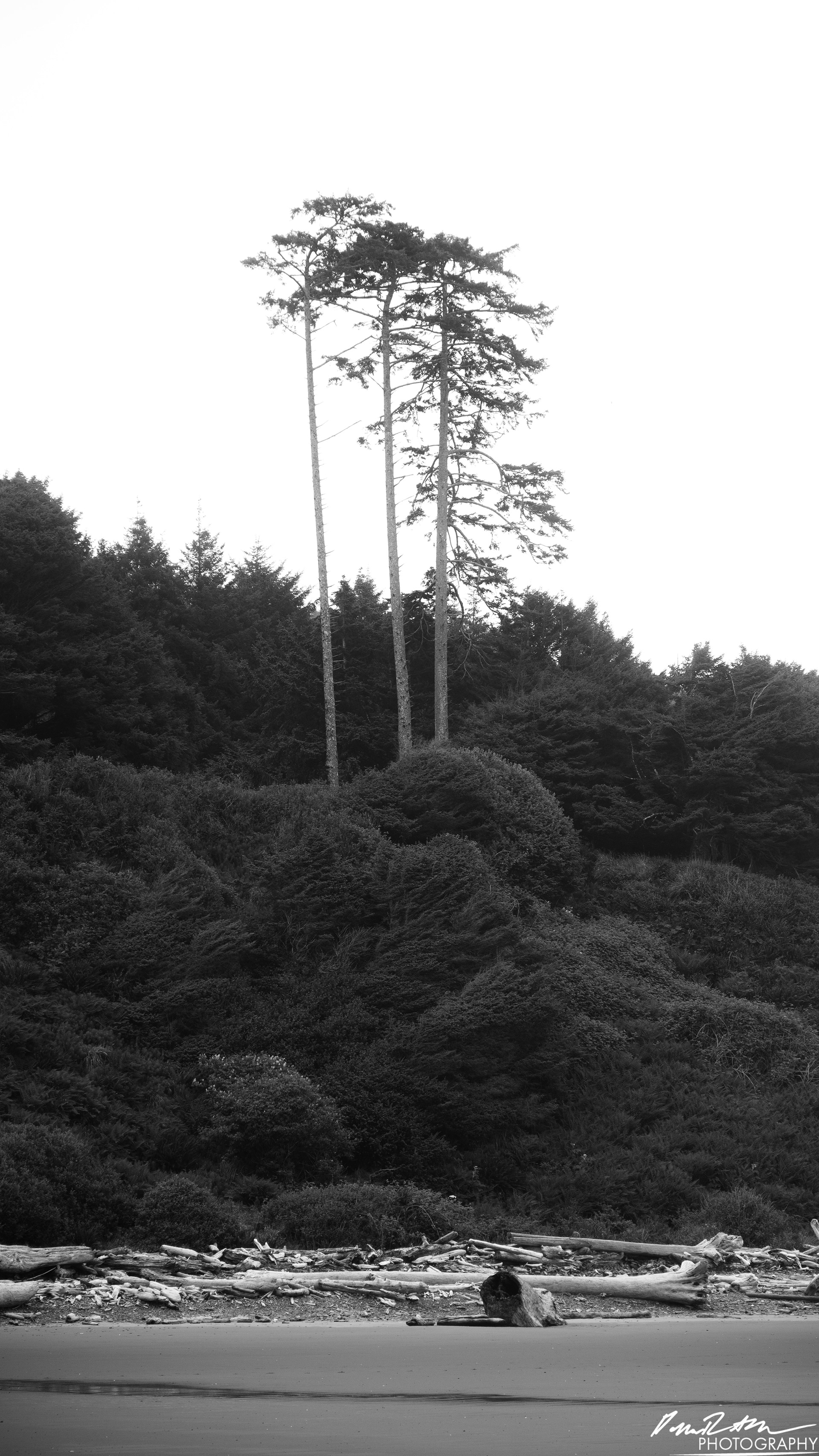 The Beach of Life - Kalaloch 