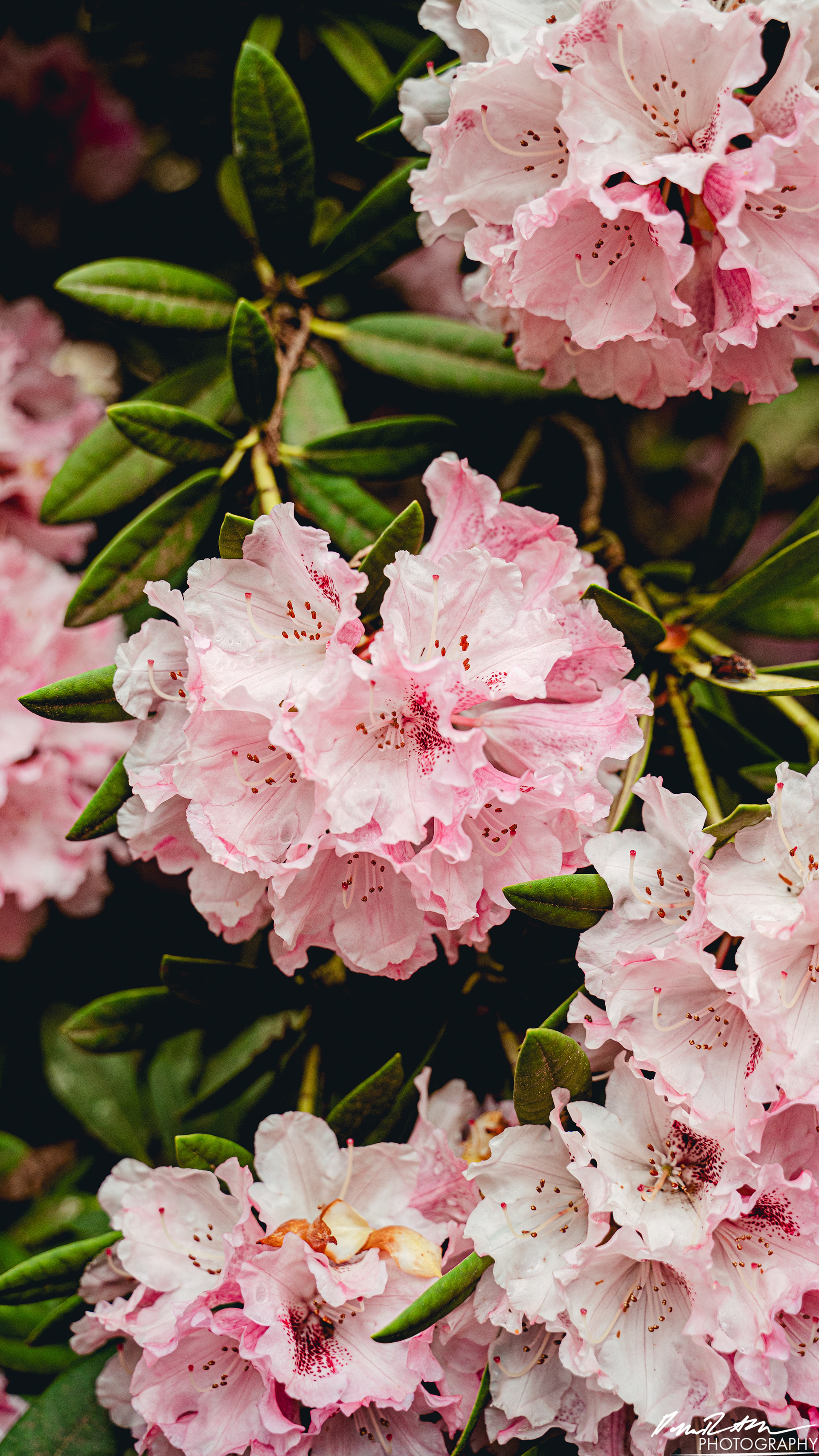 Arboretum - Seattle WA