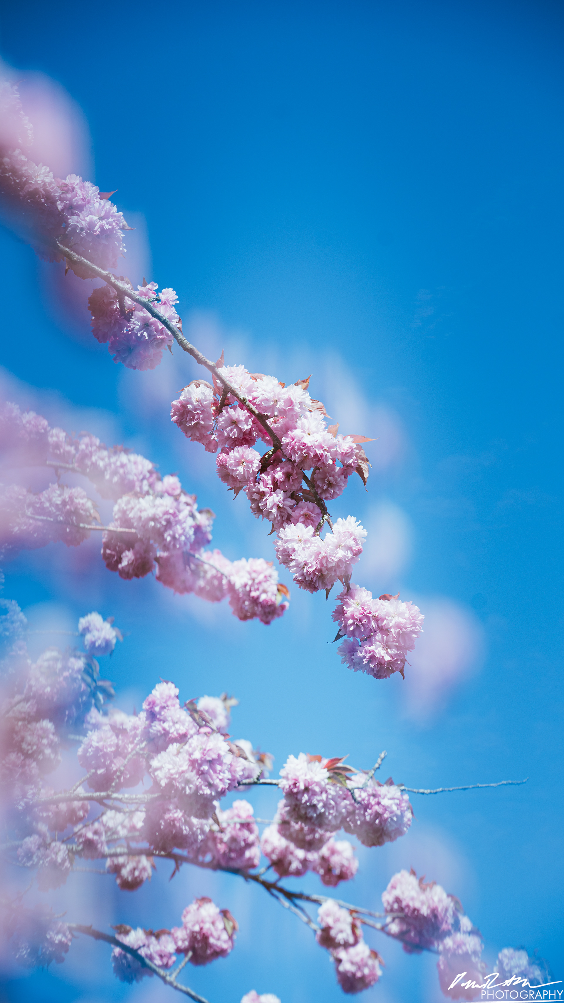 Out of Focus - Enumclaw WA