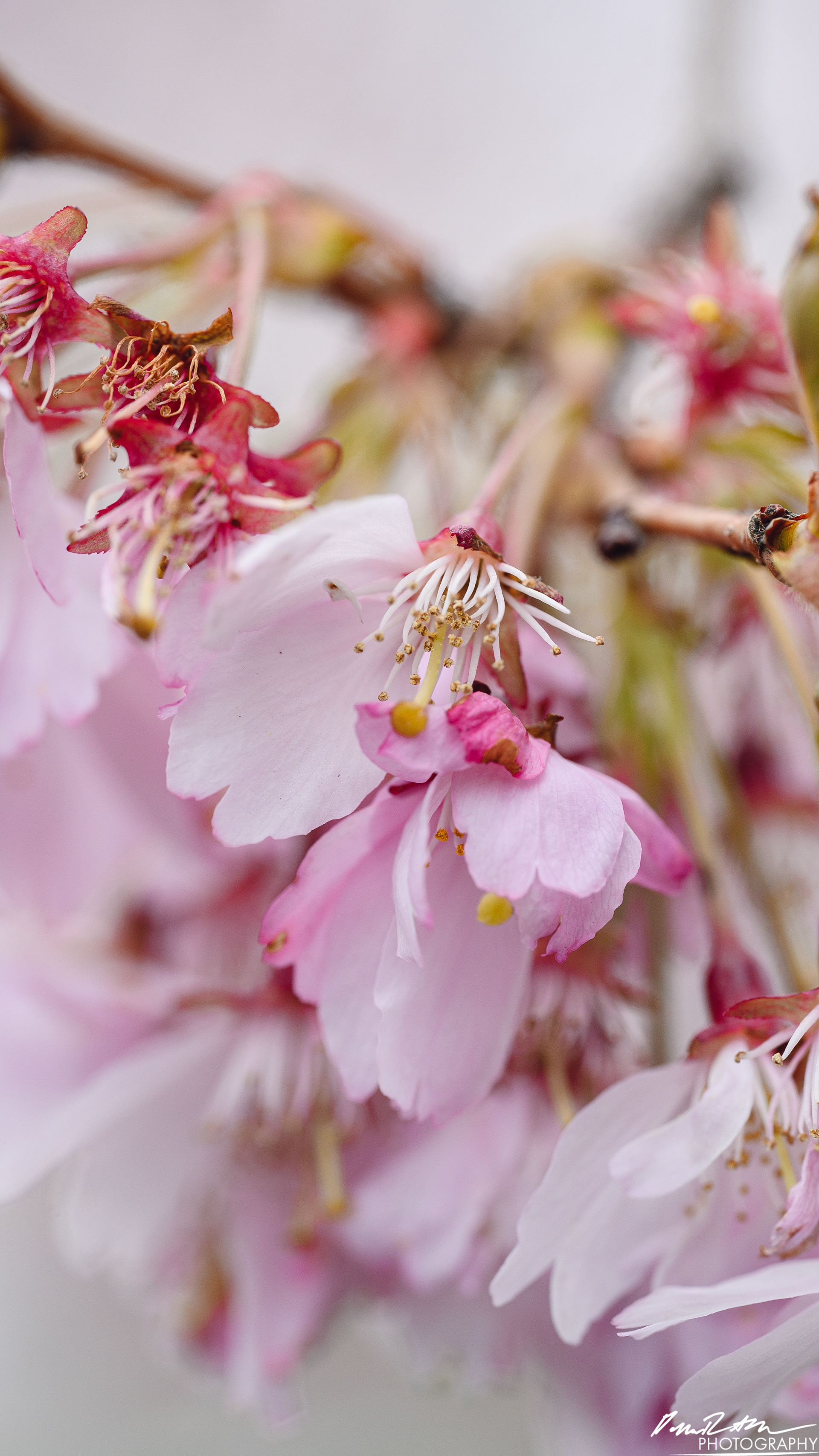 Up Close - Enumclaw WA