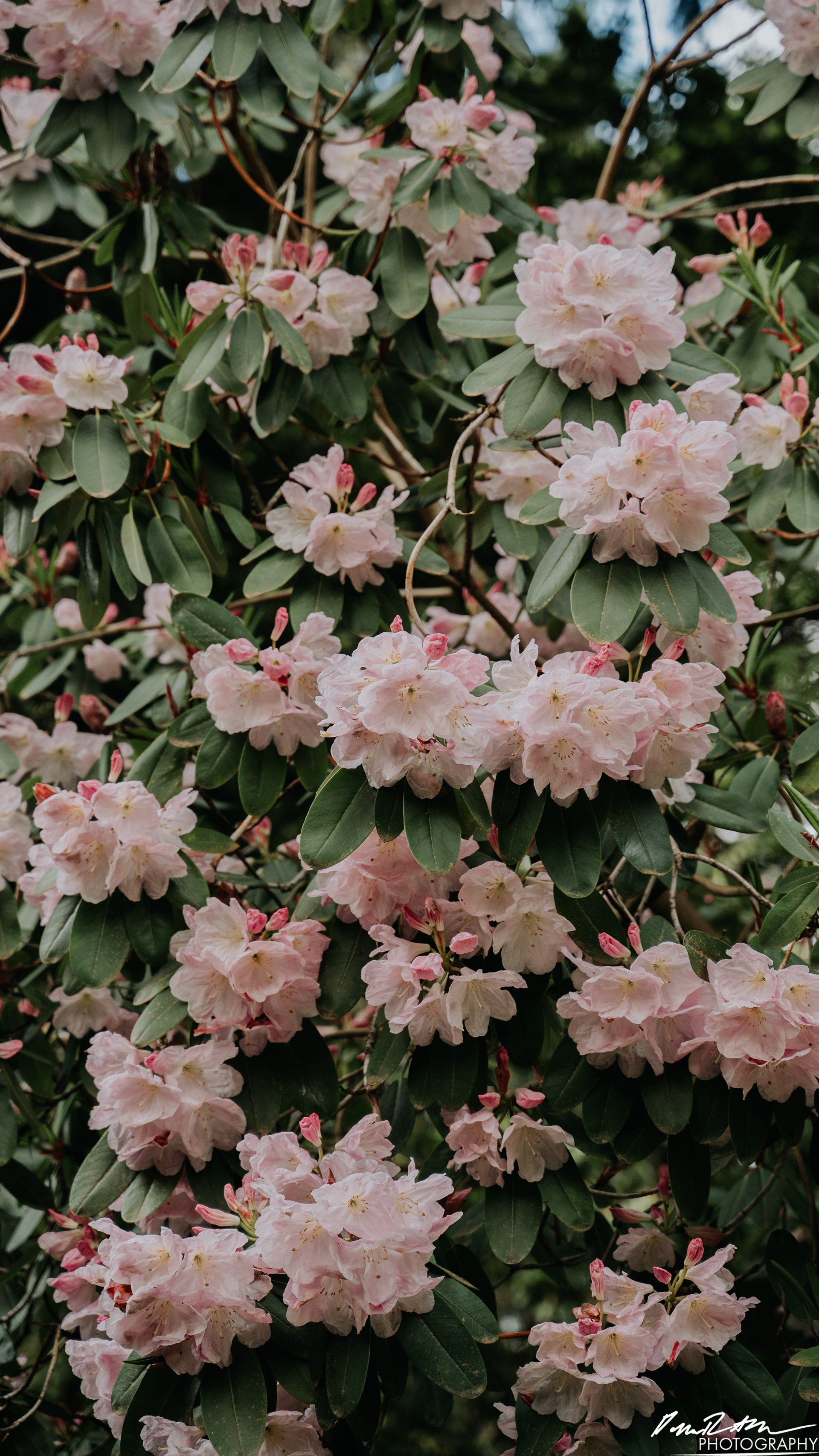 Arboretum - Seattle WA