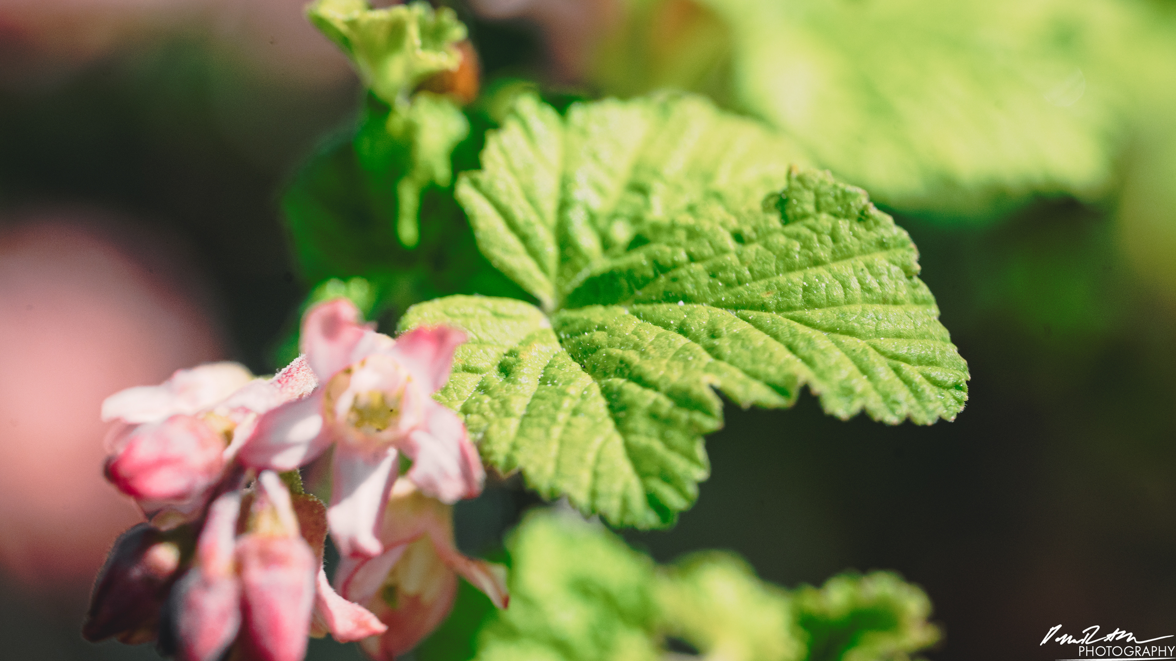 Big World - Enumclaw WA