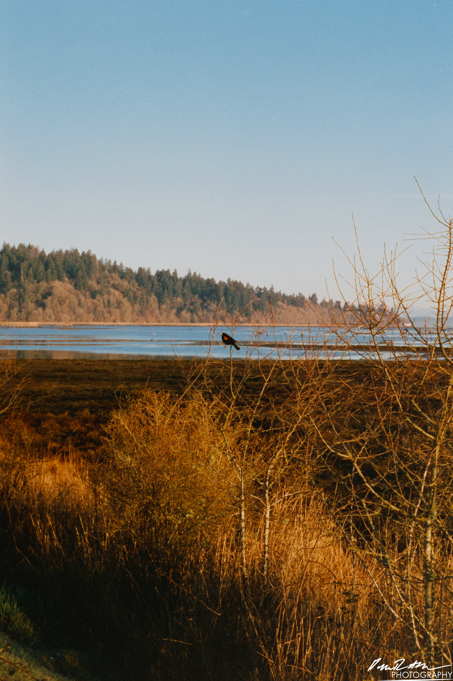 Pheonix 200 - Nisqually Wildlife Preserve WA