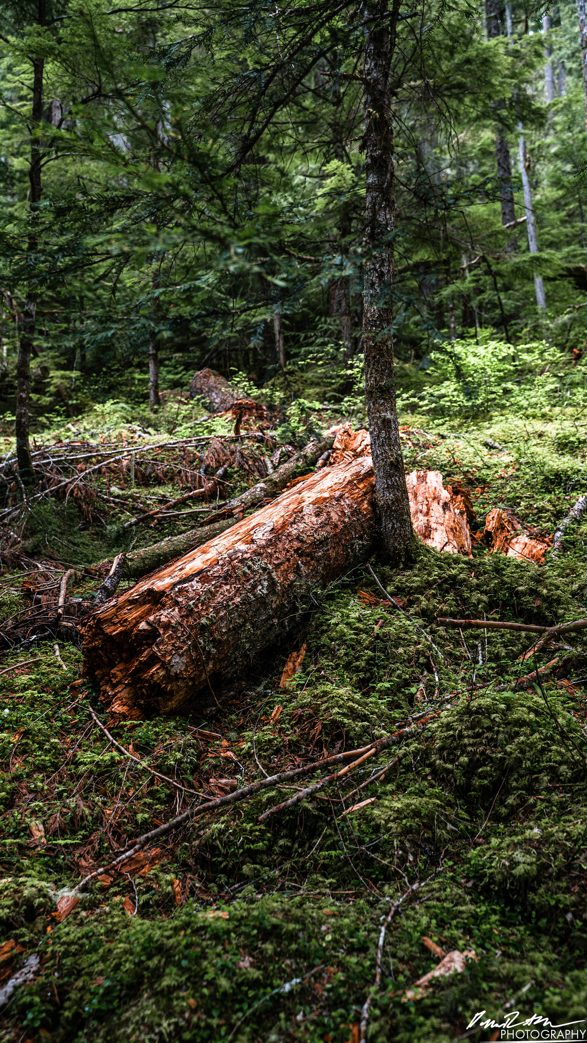 Snow Melt - Lena Lake