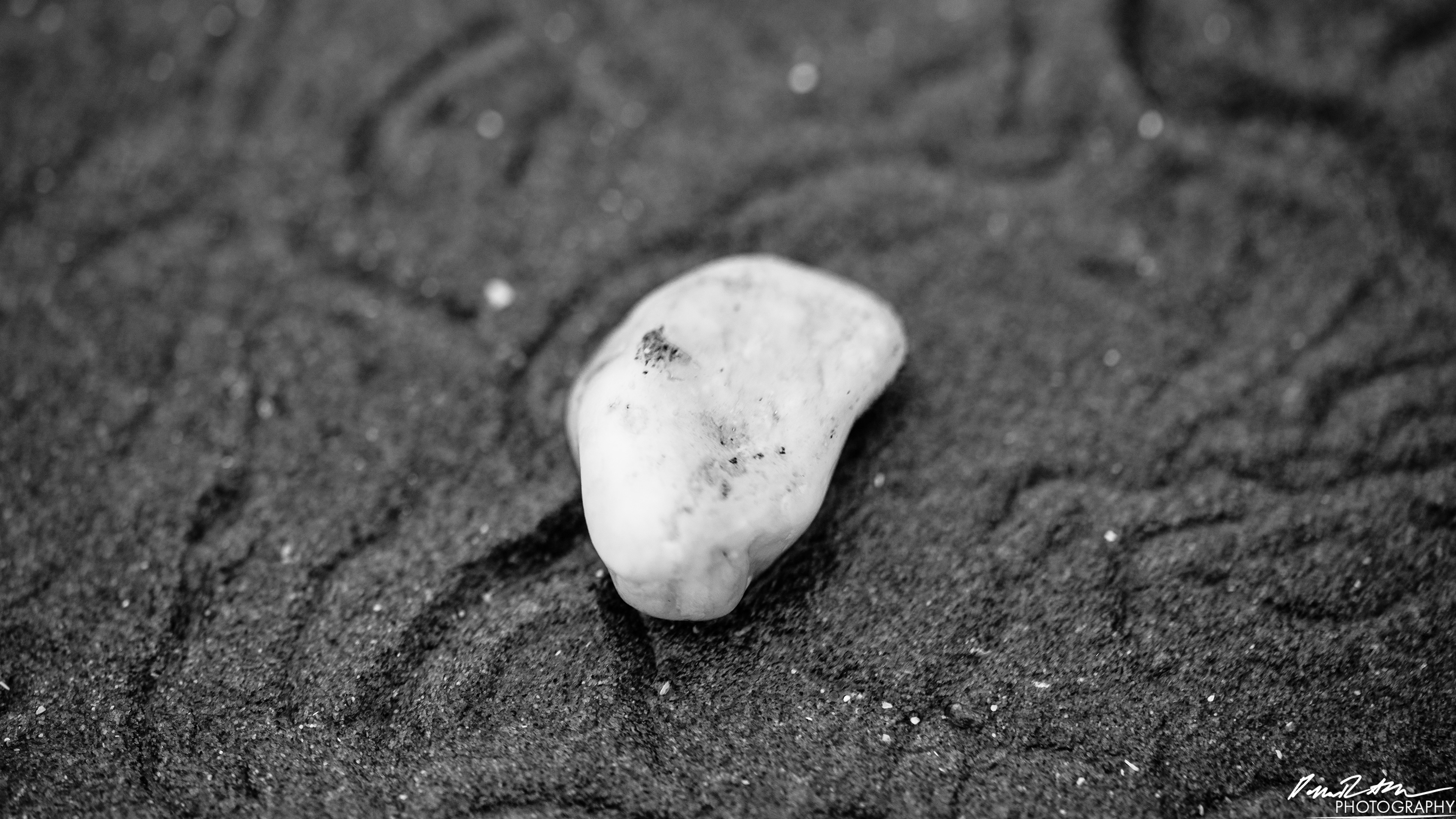 The Beach of Life - Kalaloch 