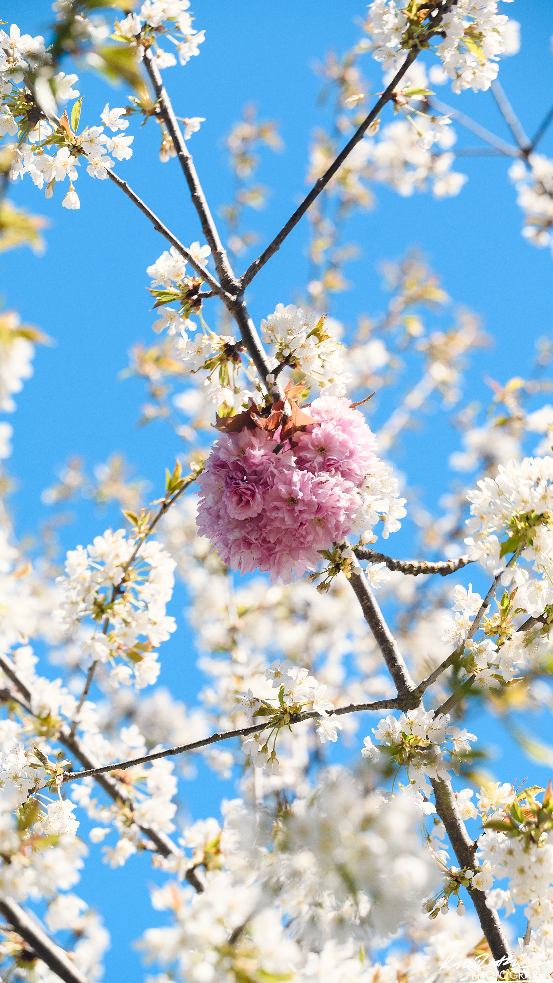 Big World - Enumclaw WA