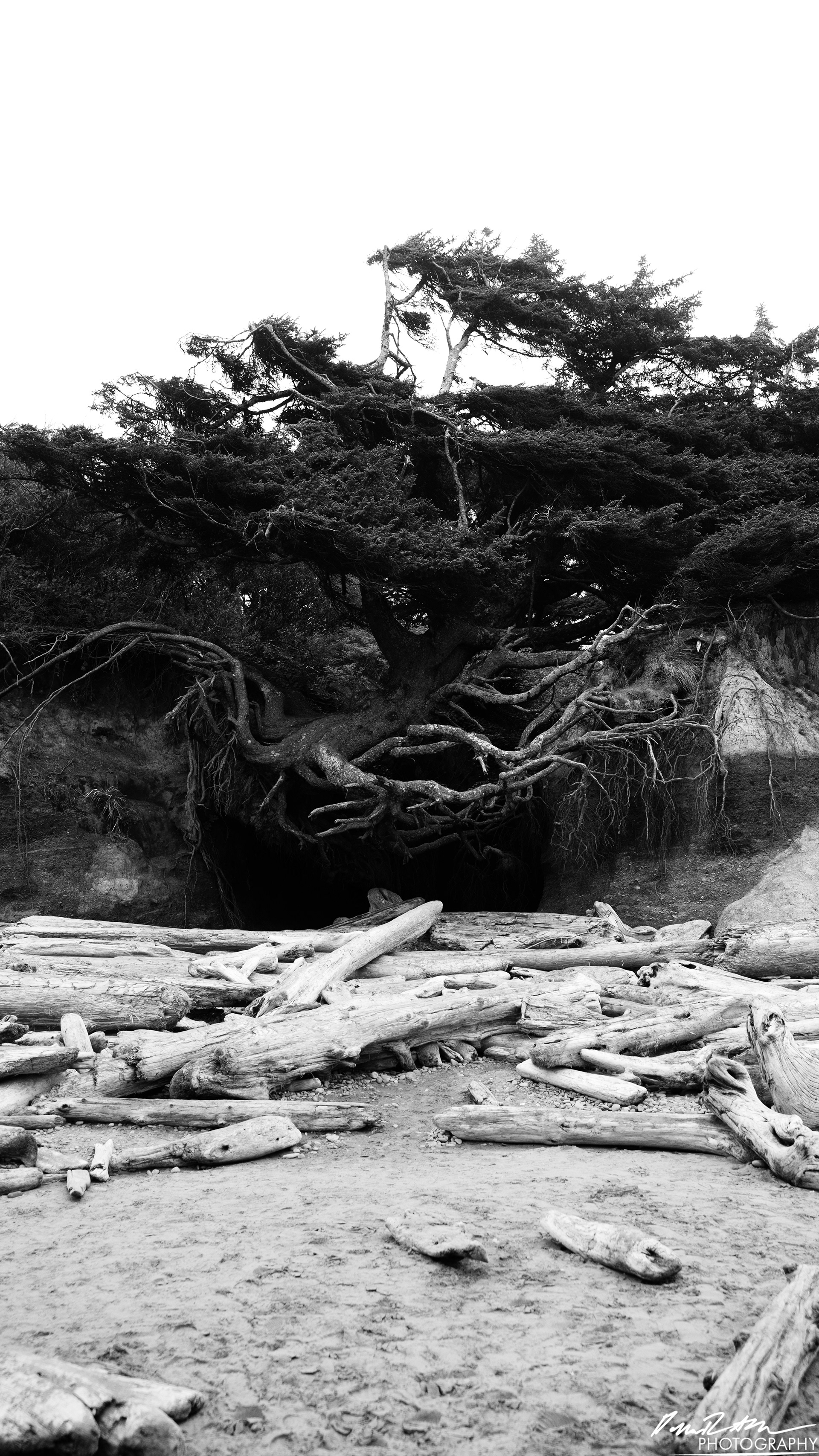 The Beach of Life - Kalaloch 