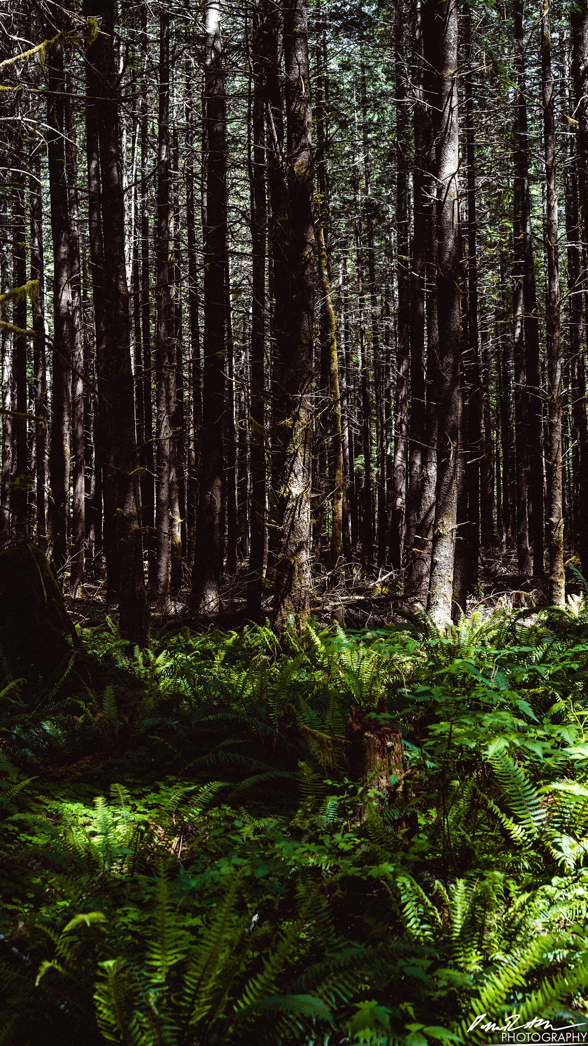  x̣asílʔ - Hoh Rain Forest
