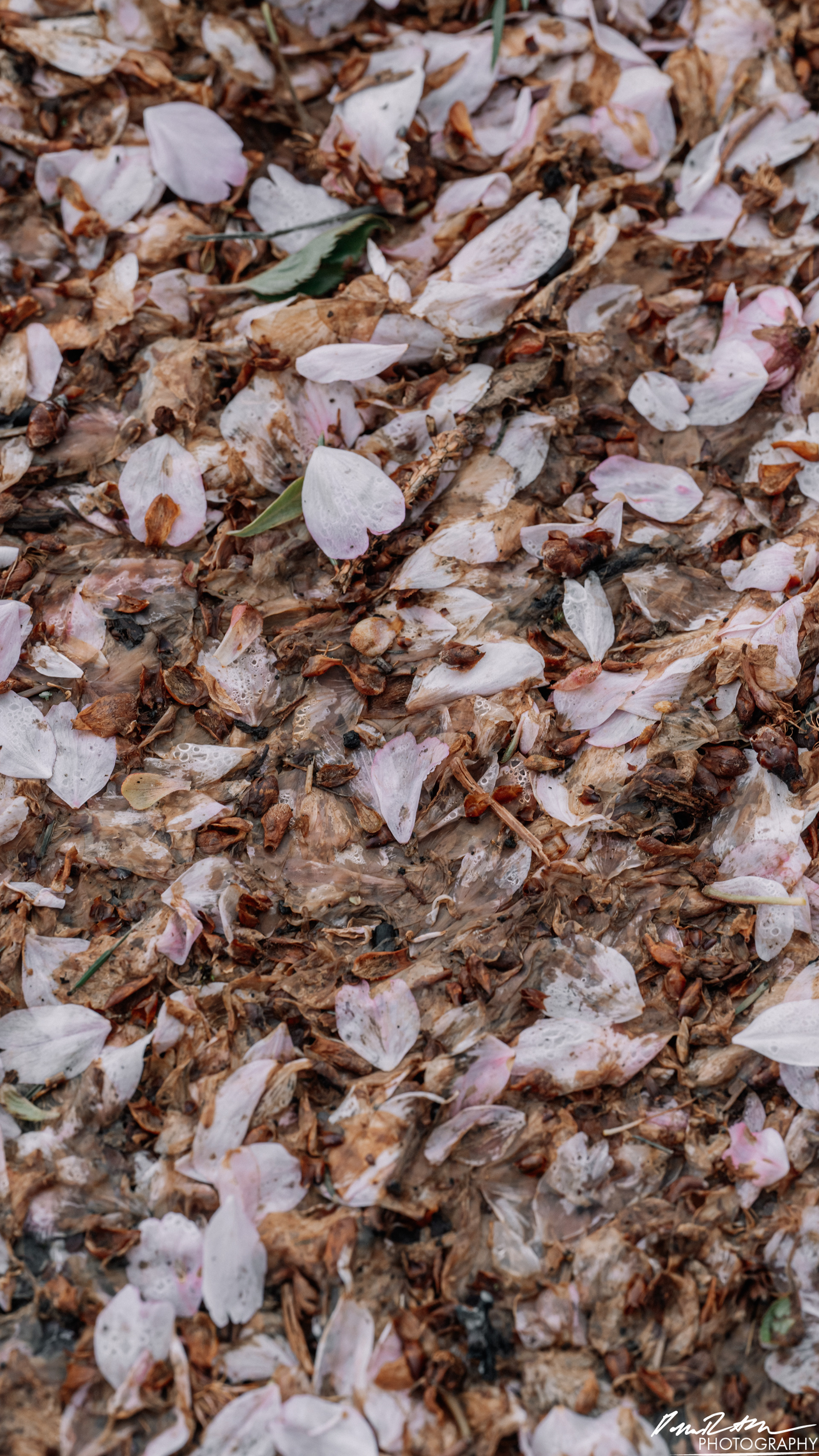 Up Close - Enumclaw WA