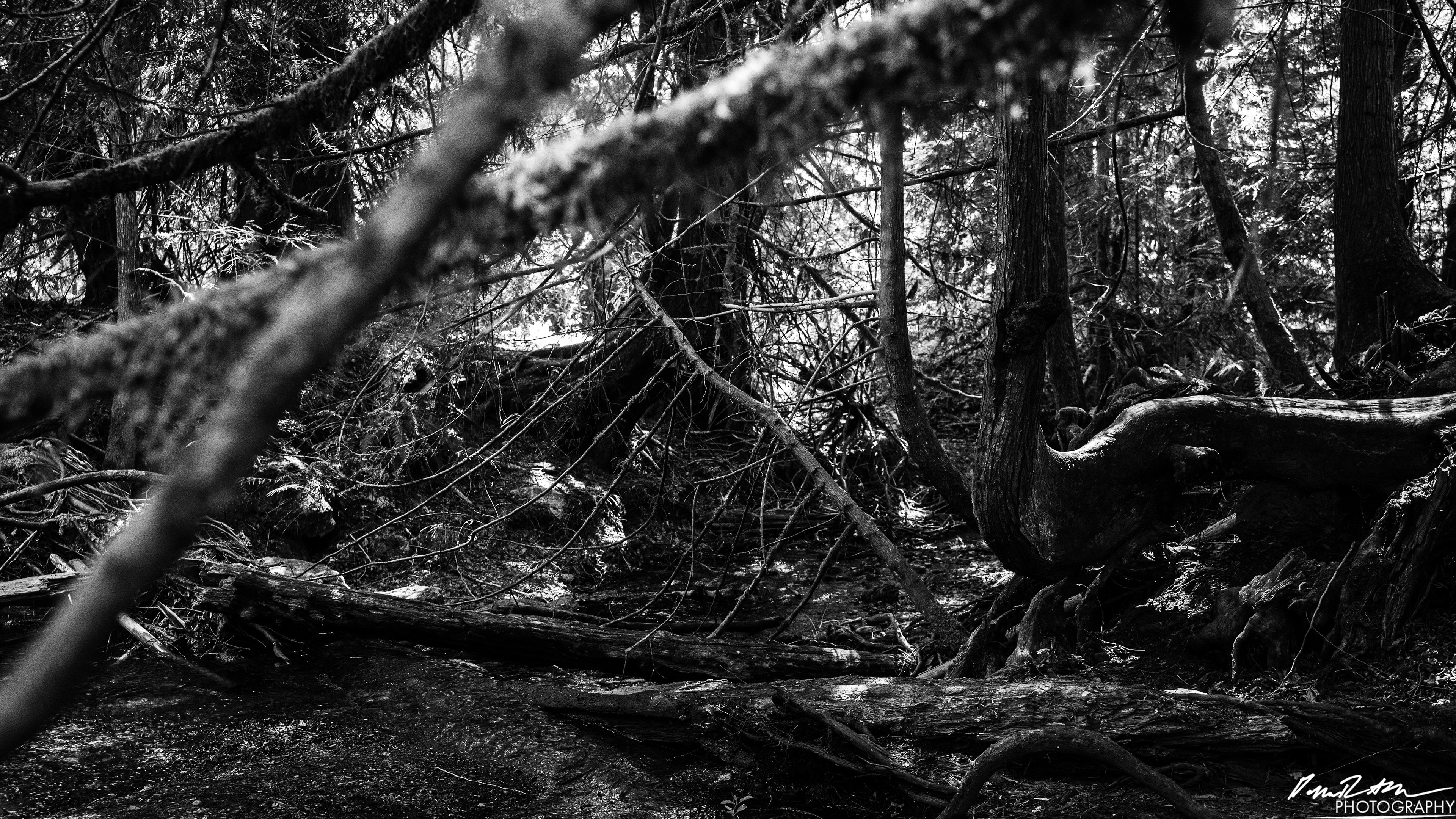 Hot Springs - Olympic National Park
