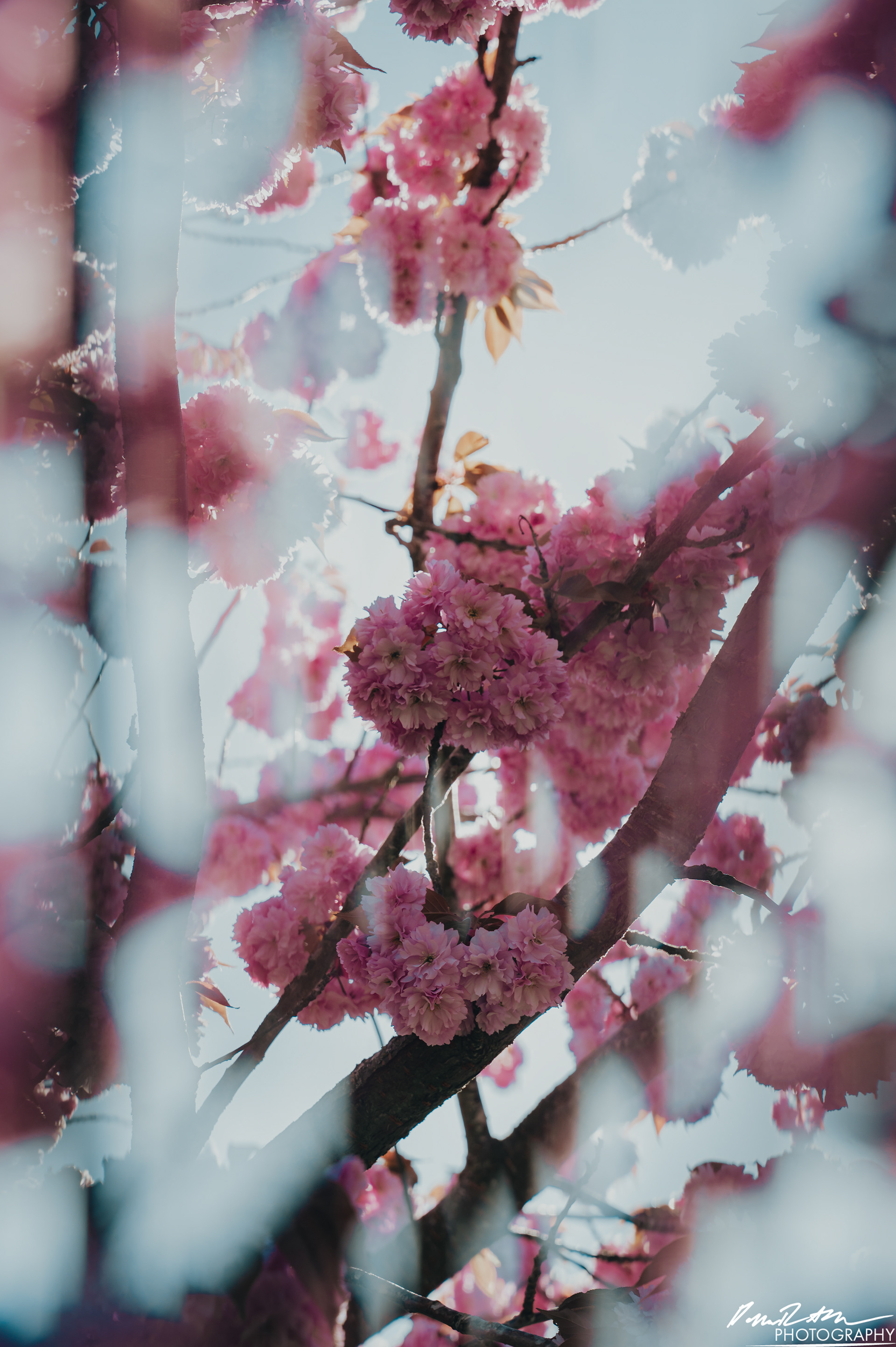 Out of Focus - Enumclaw WA