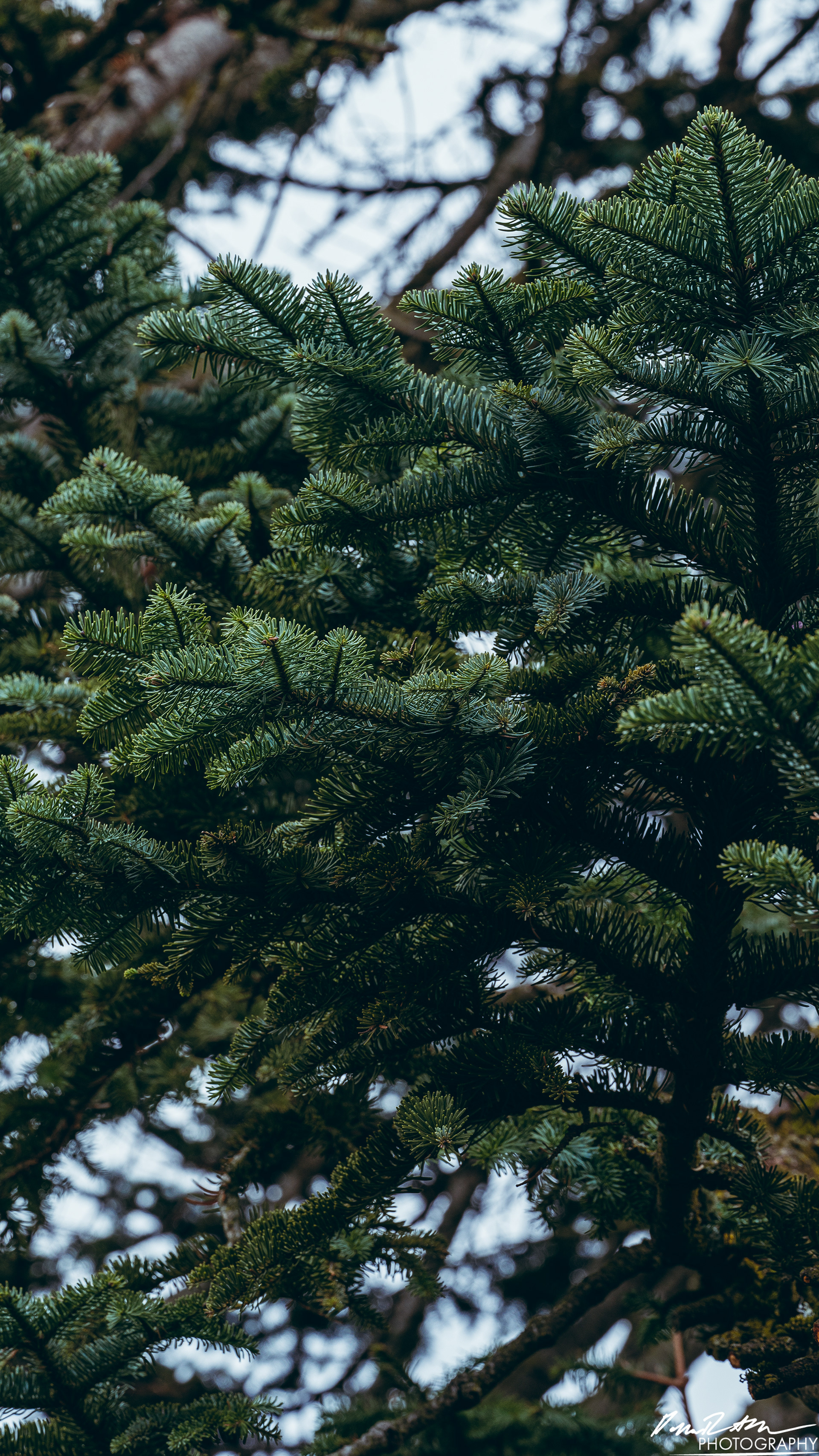 Up Close - Enumclaw WA