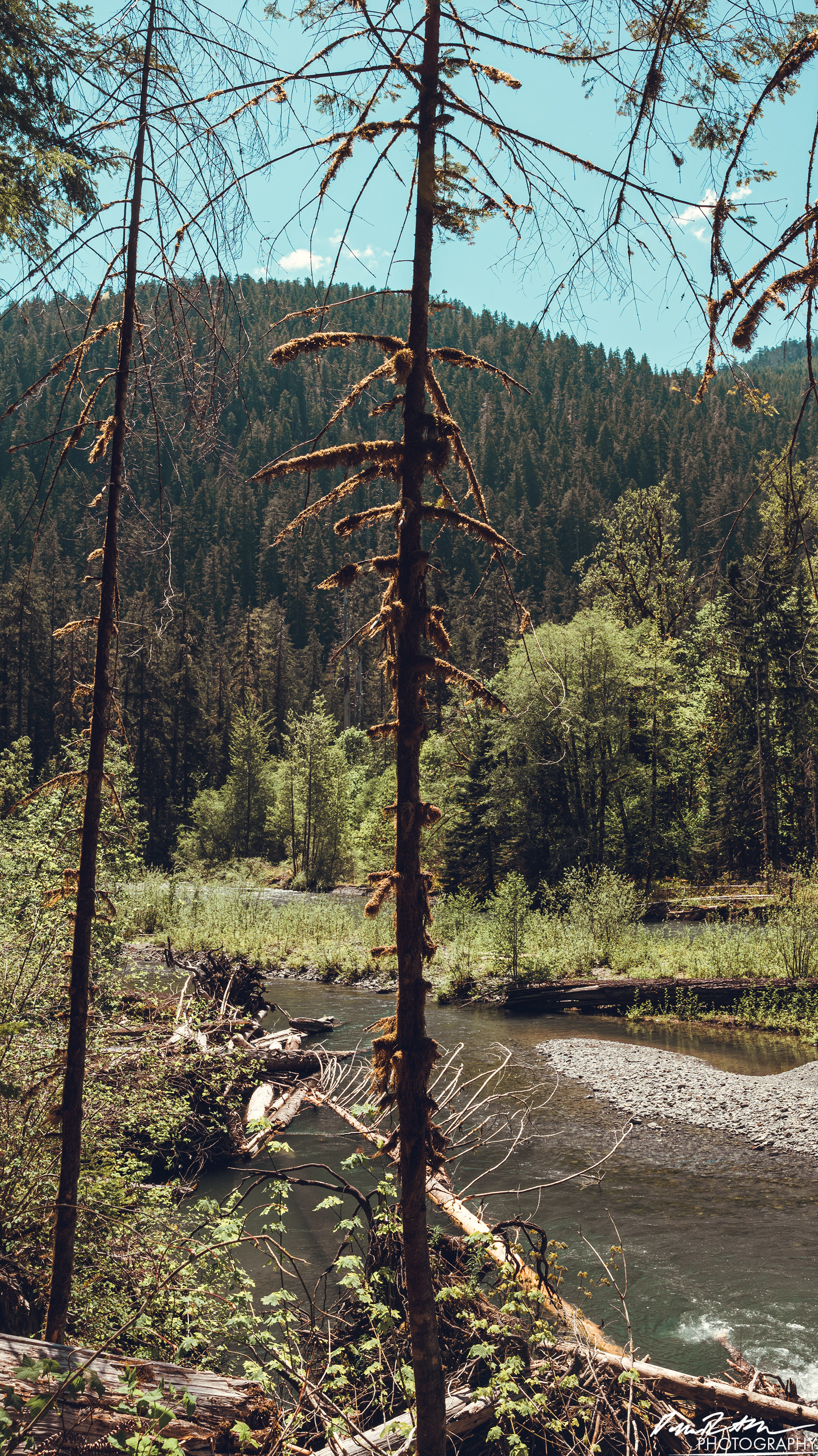 Rapids - Lake Cushman