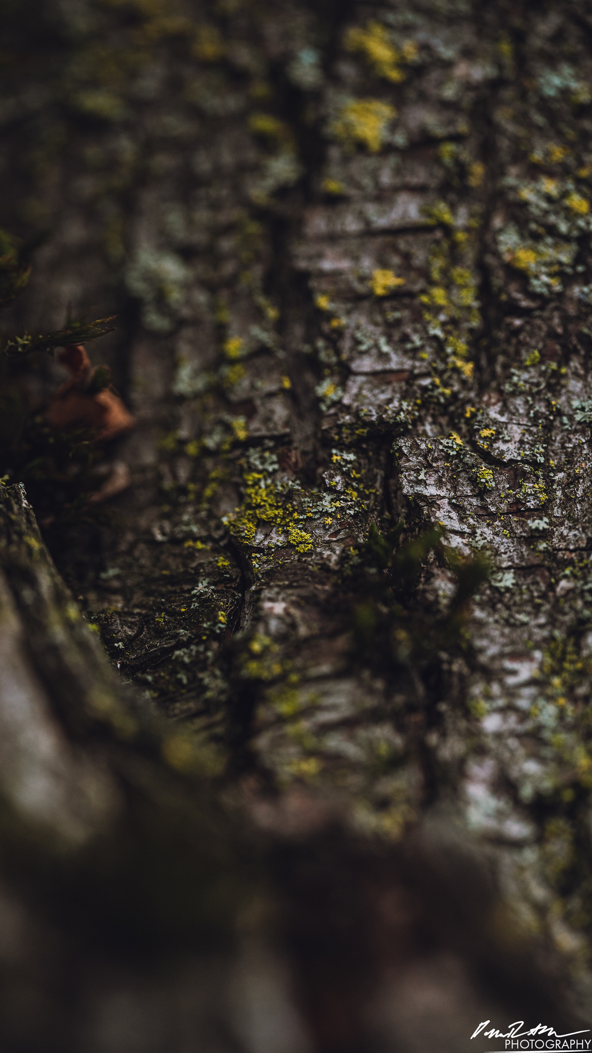 Up Close - Enumclaw WA