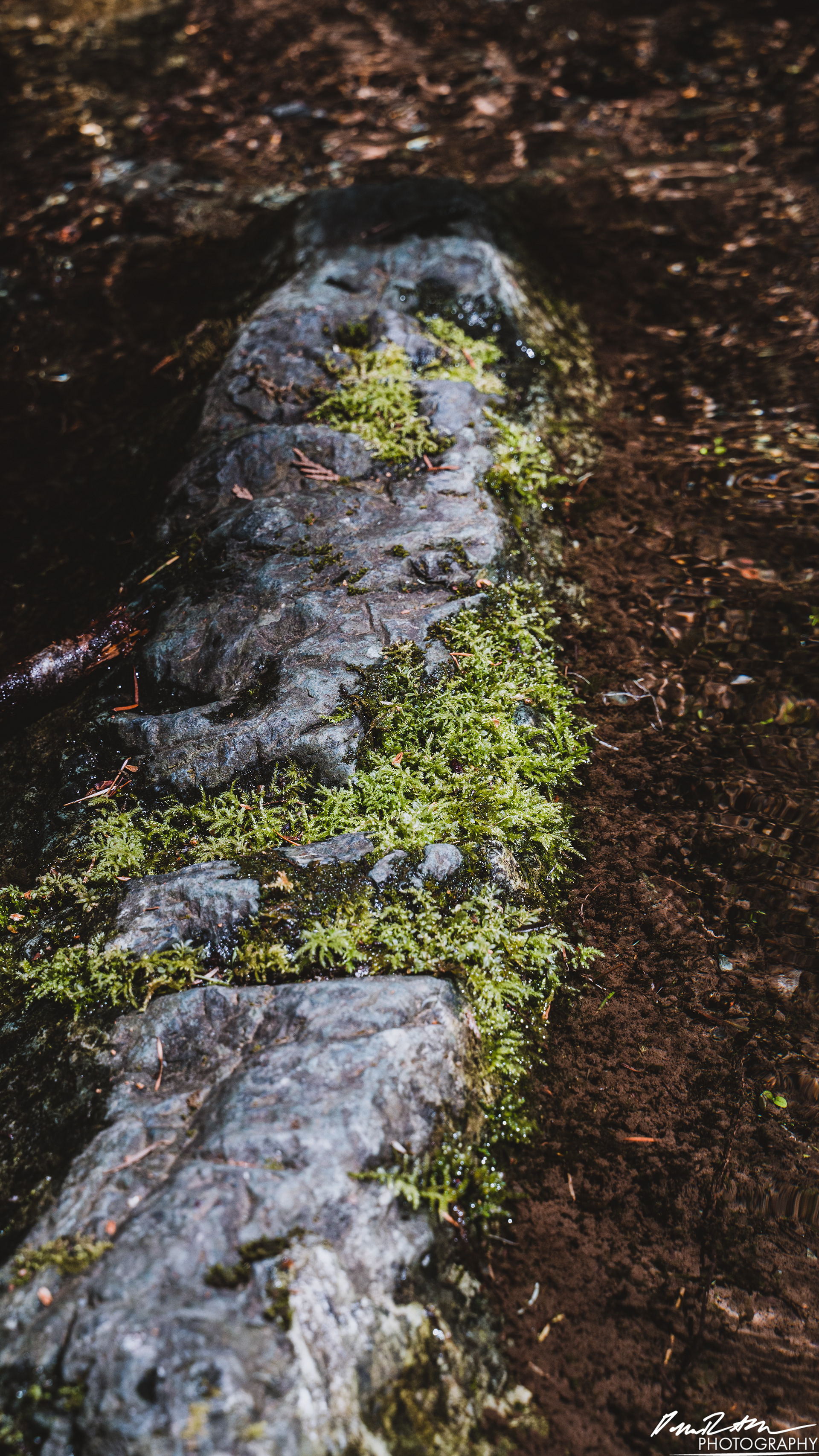 Rapids - Lake Cushman