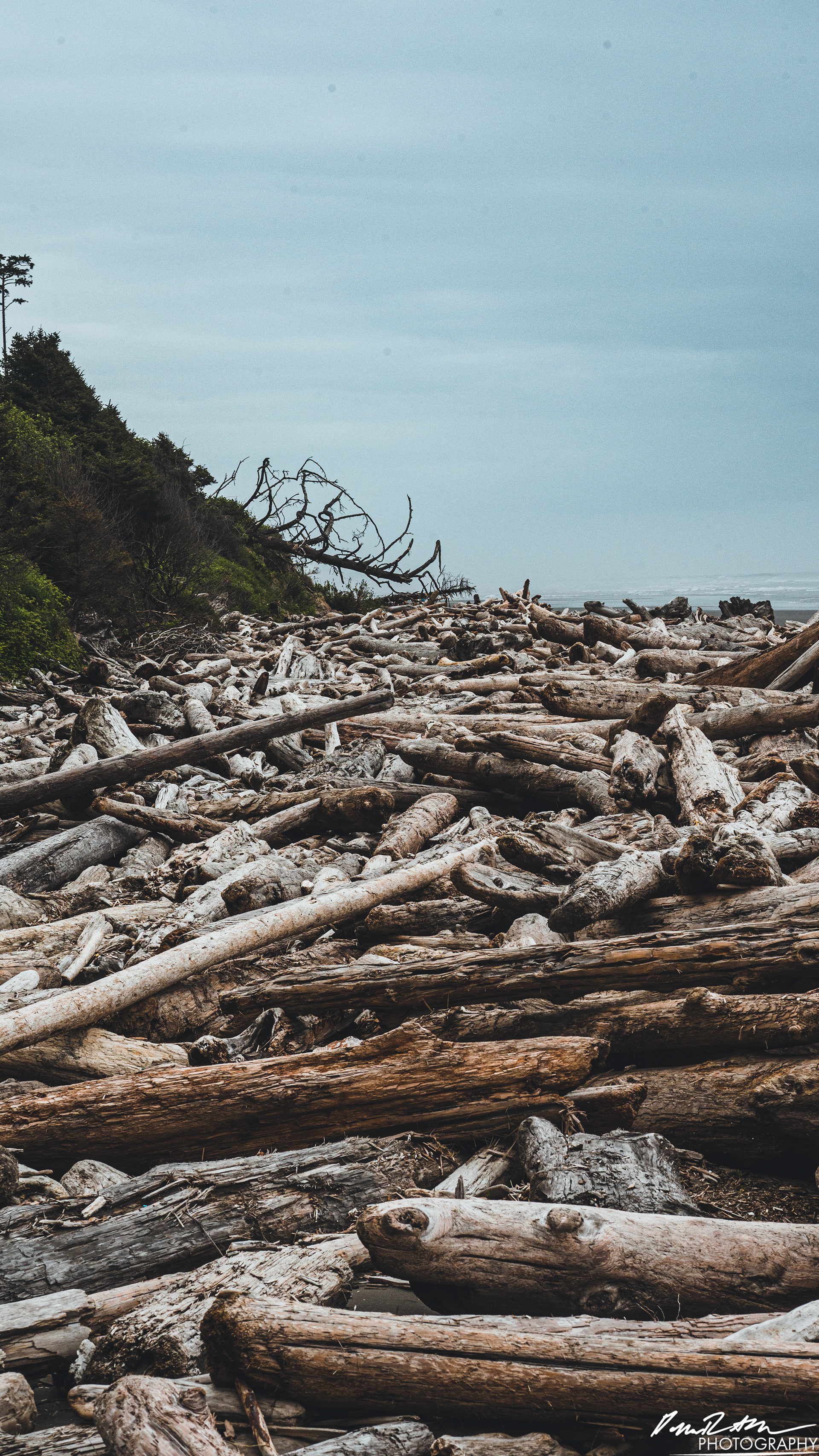 The Beach of Life - Kalaloch 