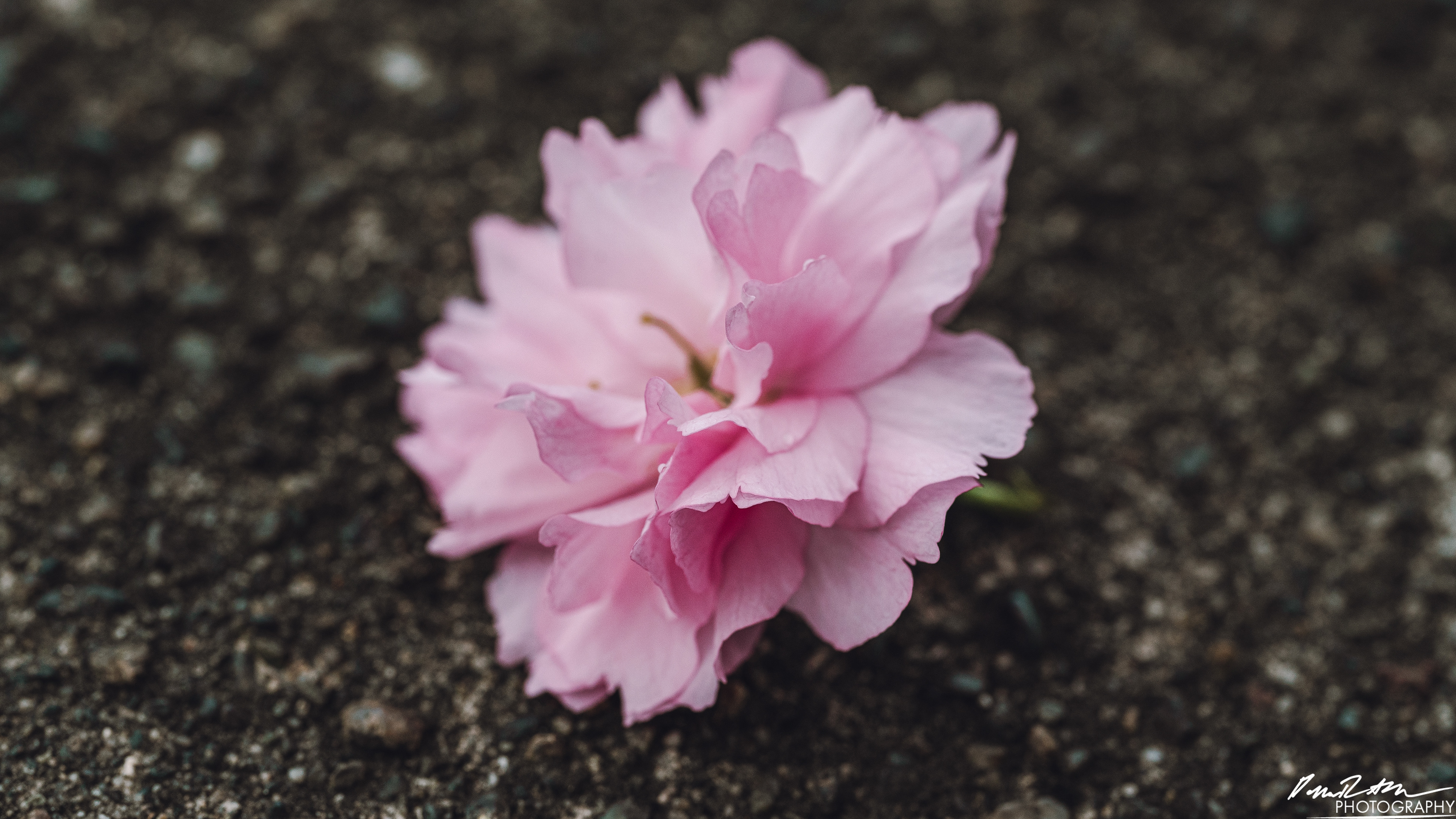 Up Close - Enumclaw WA