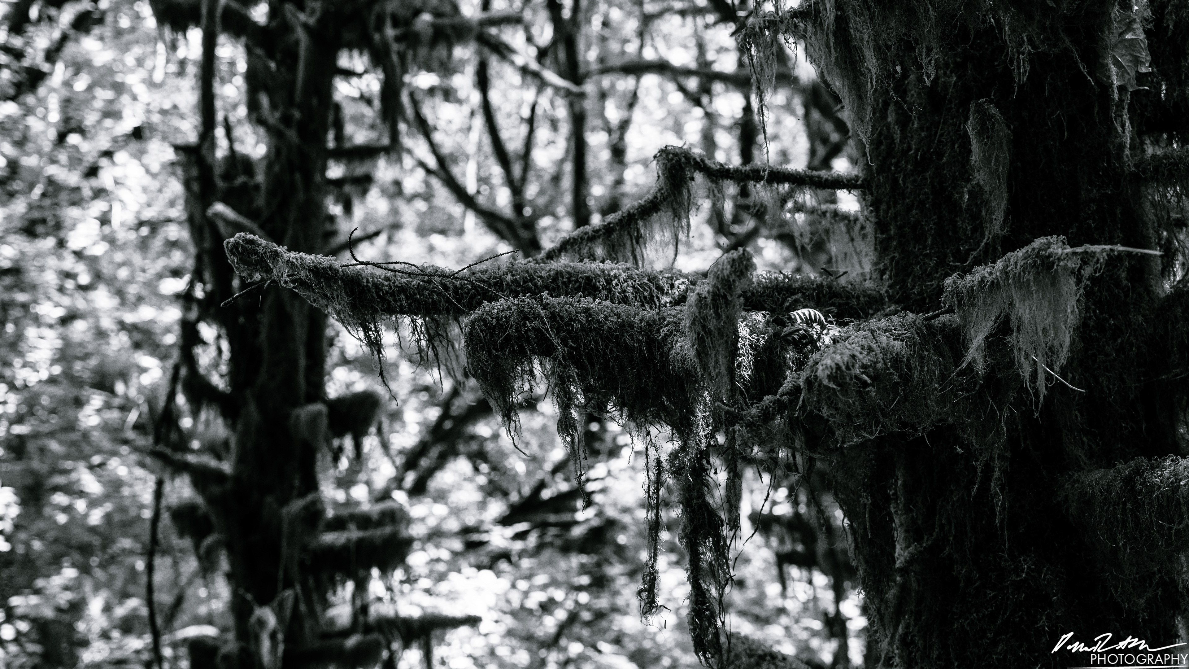  x̣asílʔ - Hoh Rain Forest
