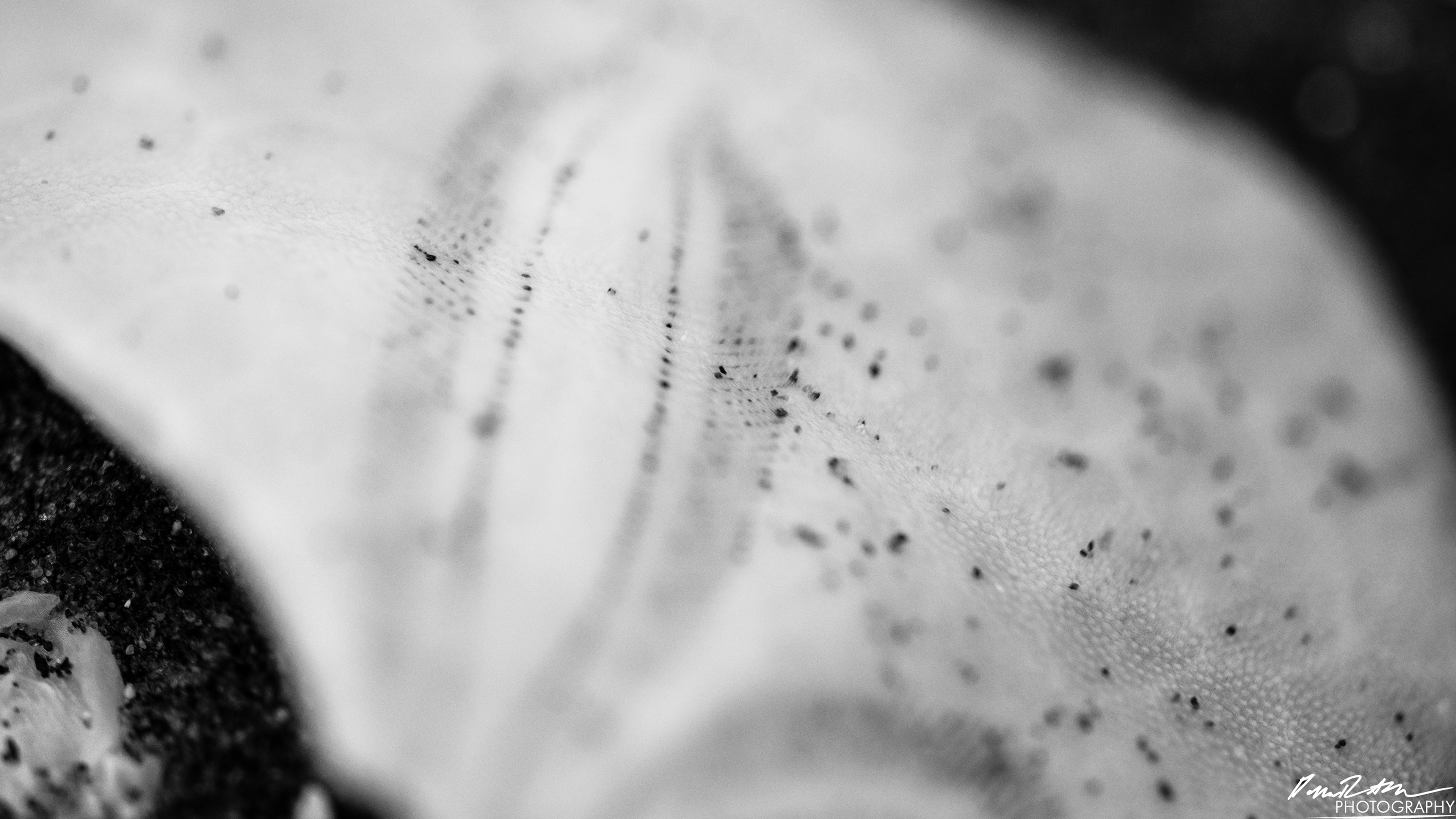 The Beach of Life - Kalaloch 