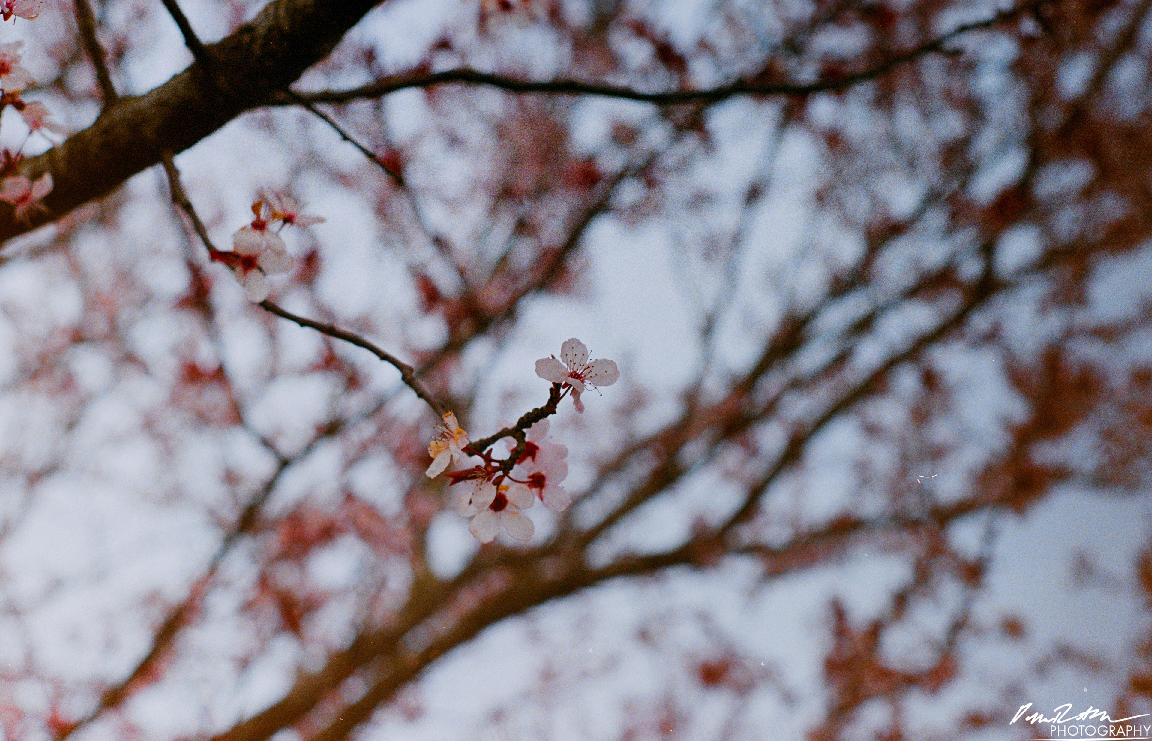 Fujifilm 400 - Tacoma WA