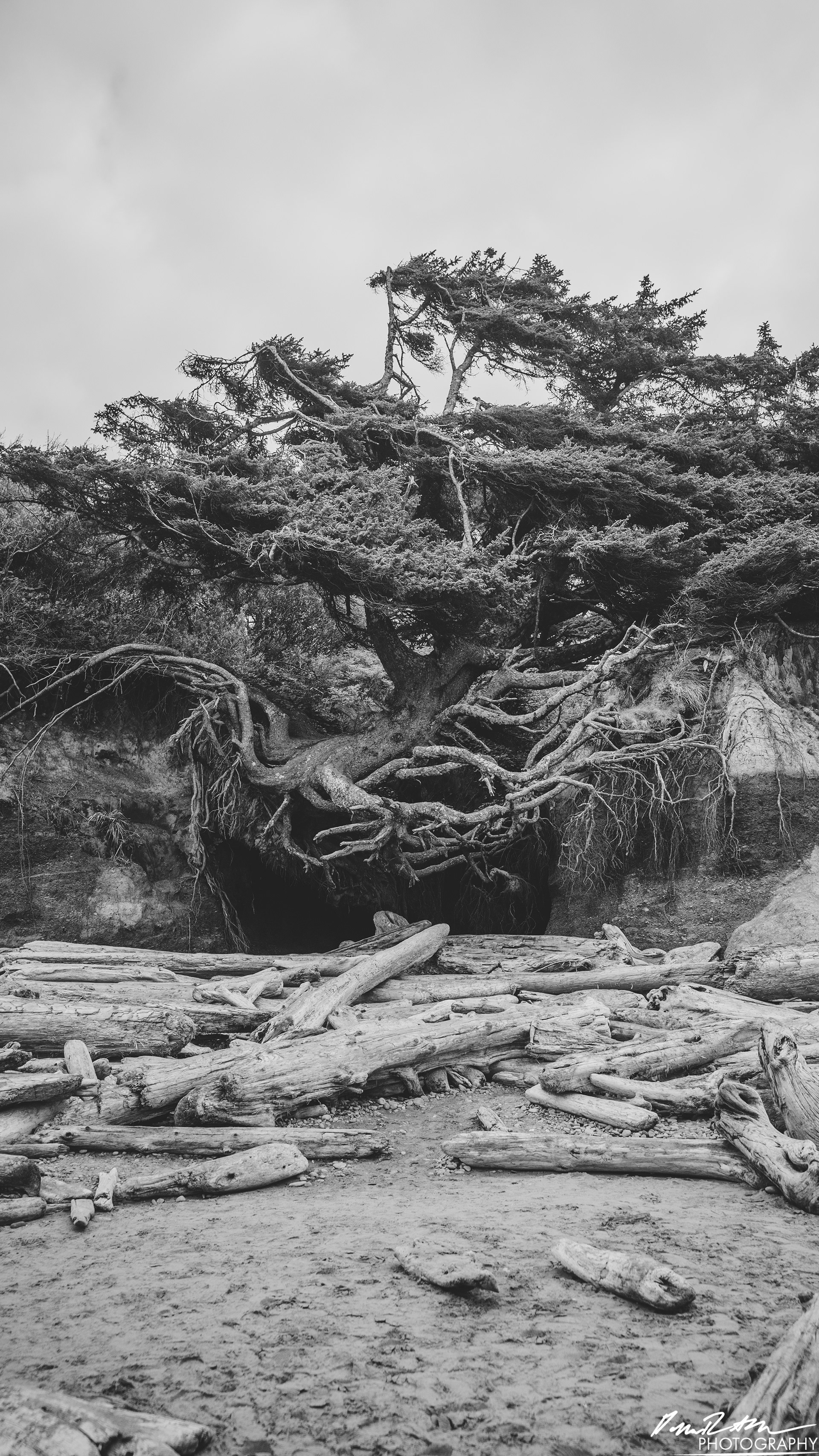 The Beach of Life - Kalaloch 