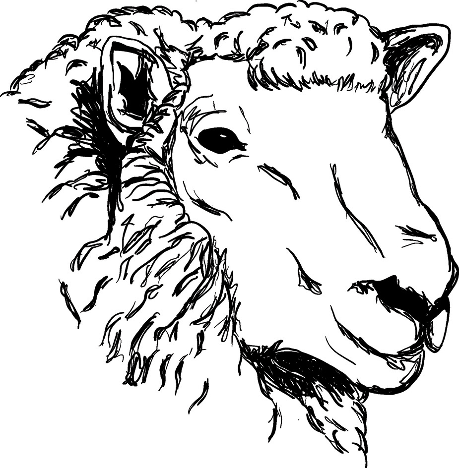 Ovelha