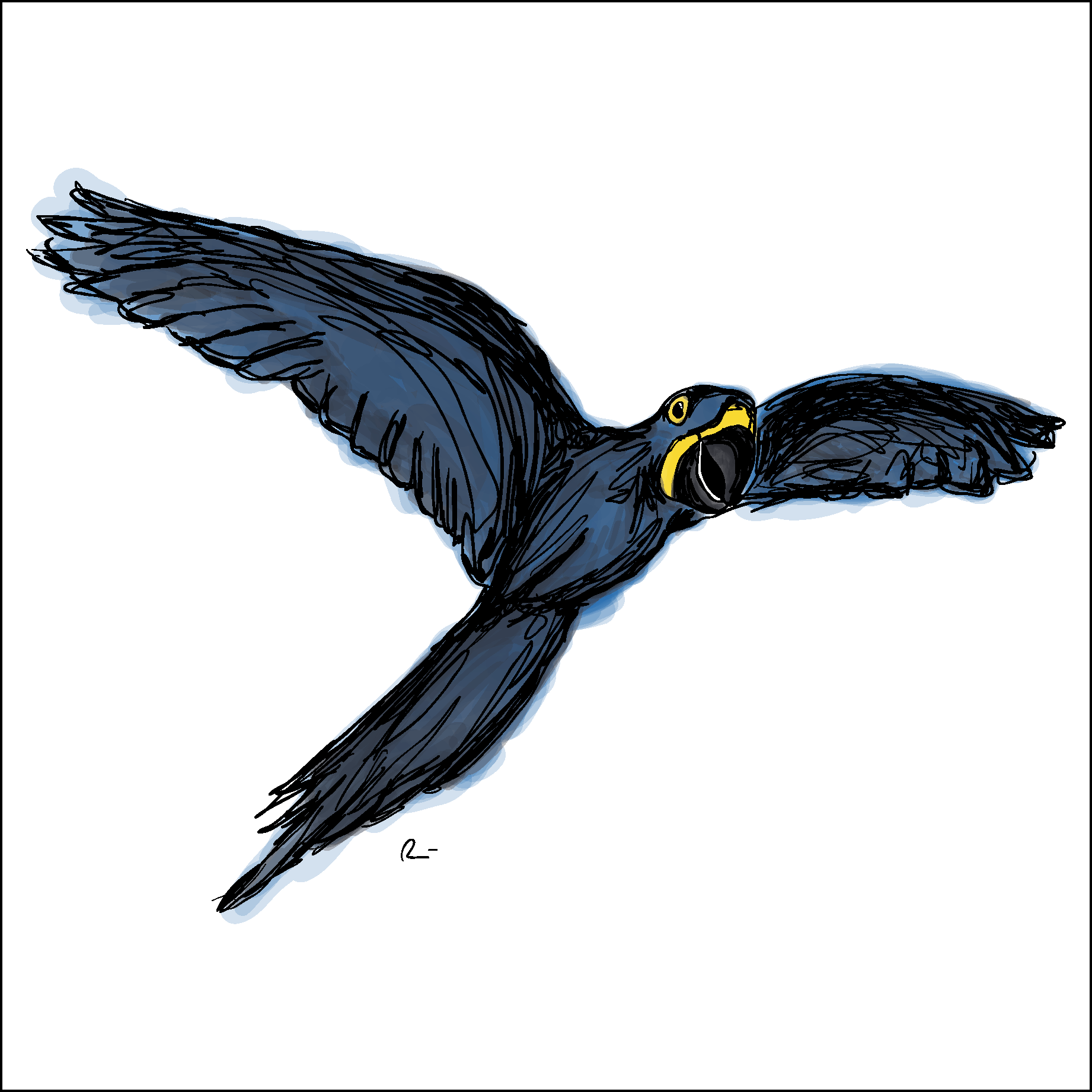 Arara azul