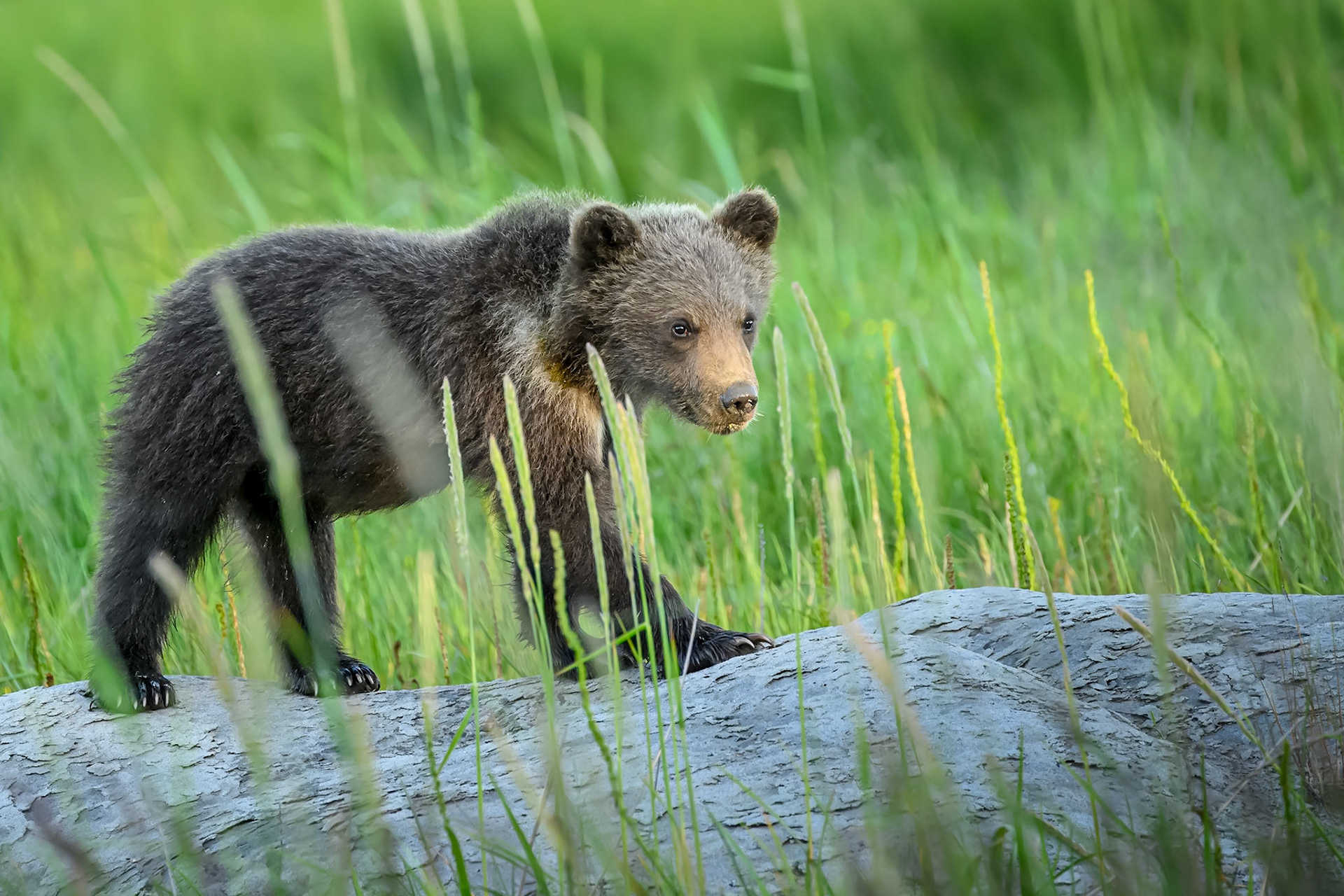 Lake Clark Coastal Grizzlies