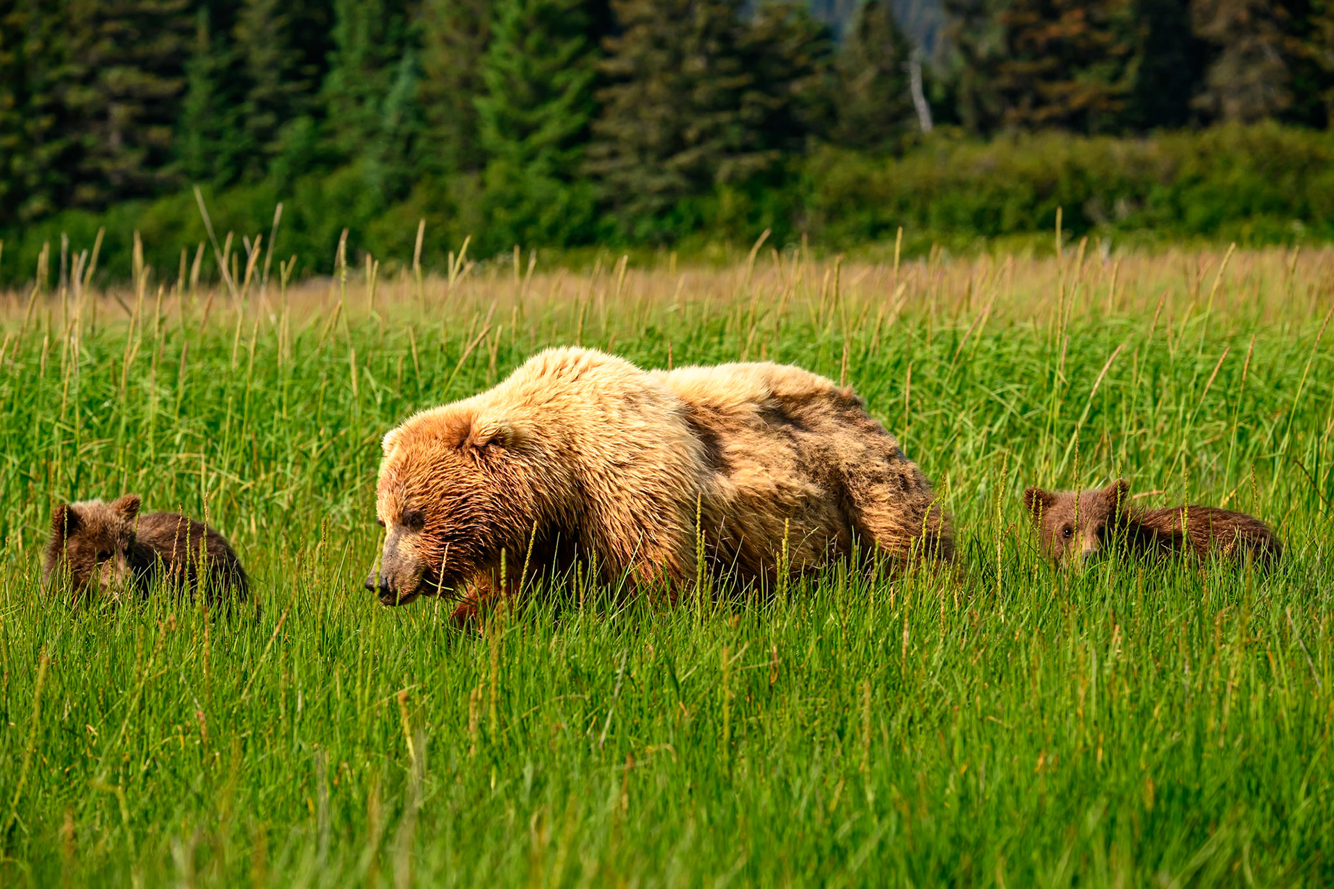Lake Clark Coastal Grizzlies