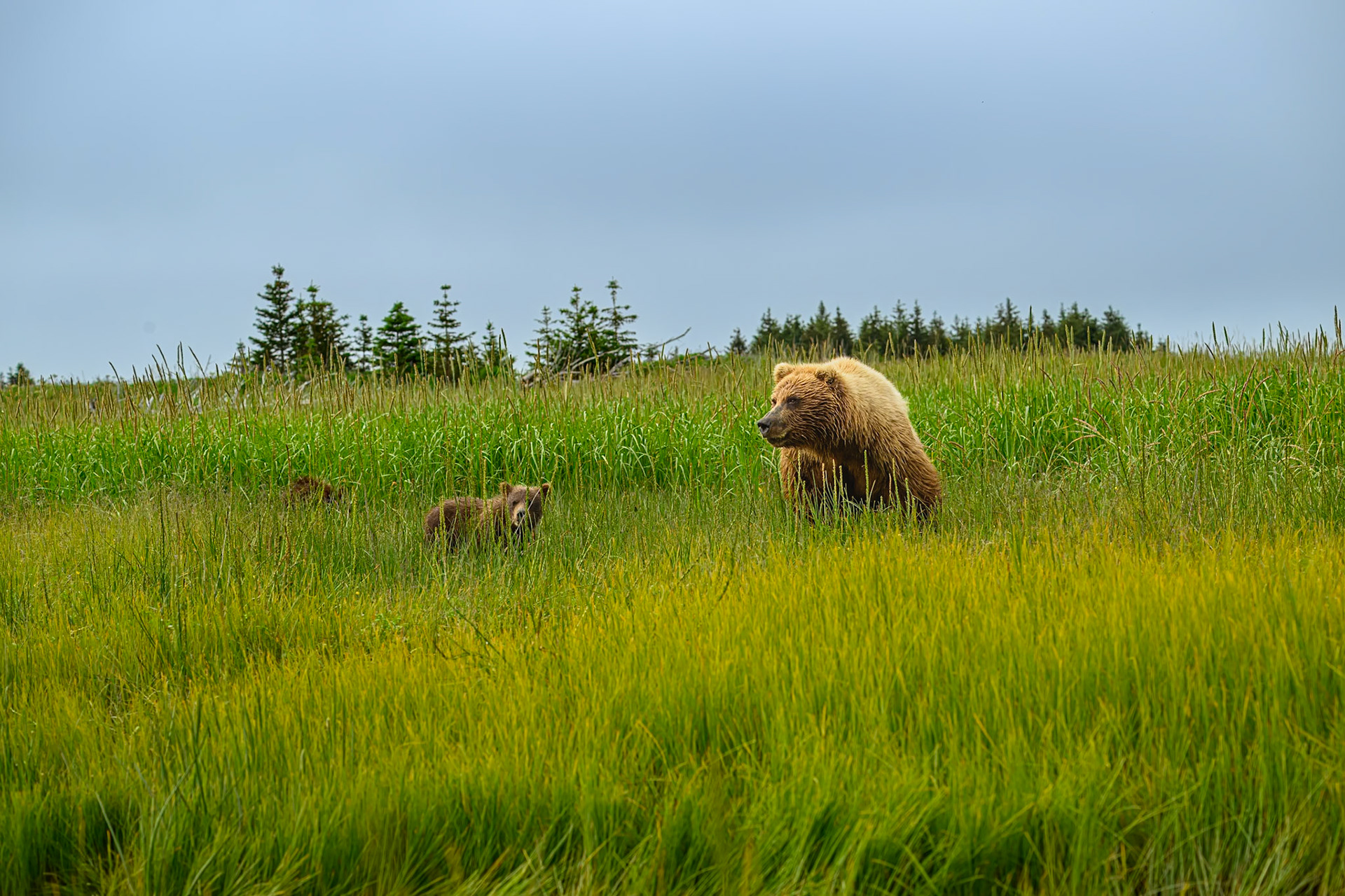 Lake Clark Coastal Grizzlies