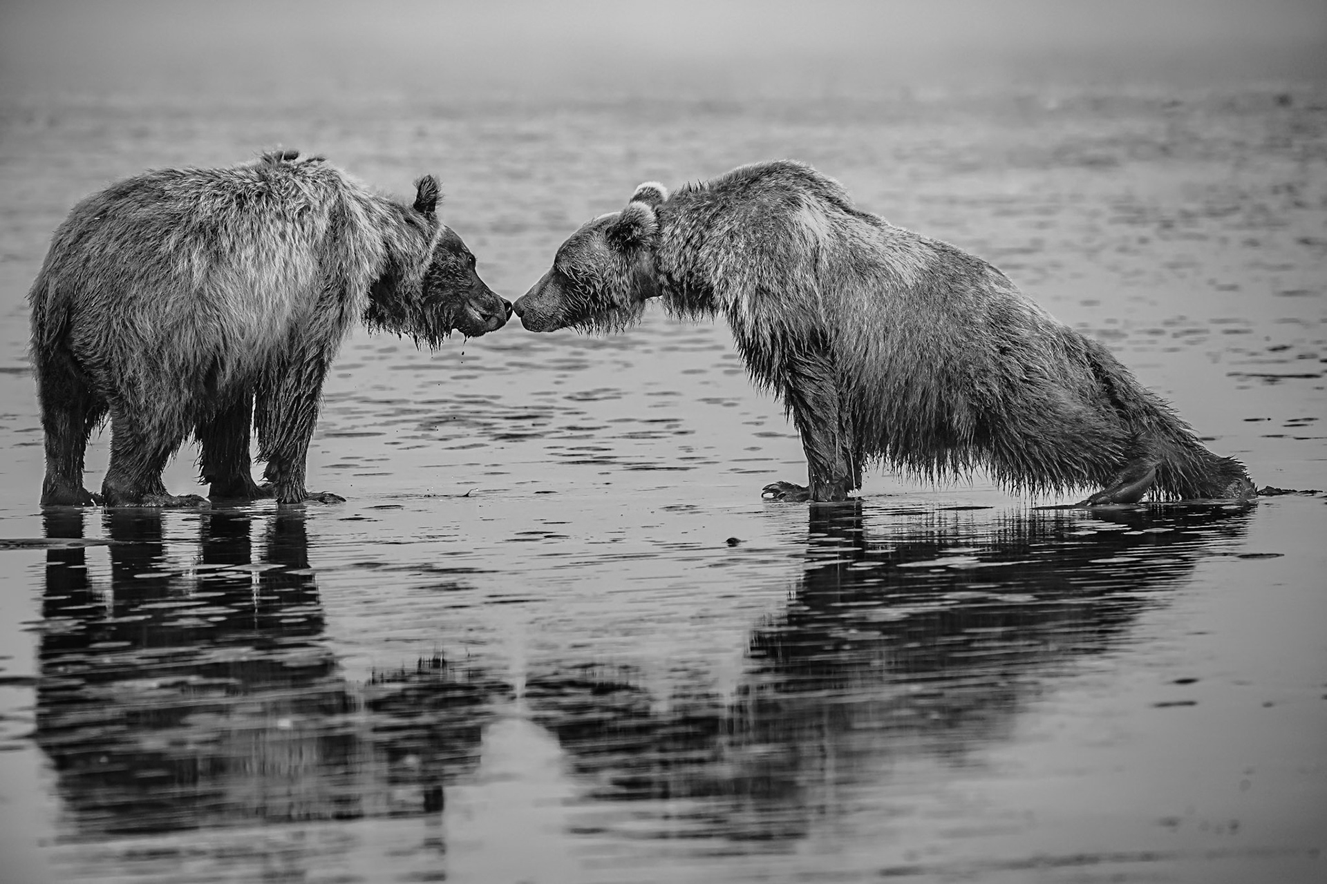 Lake Clark Coastal Grizzlies