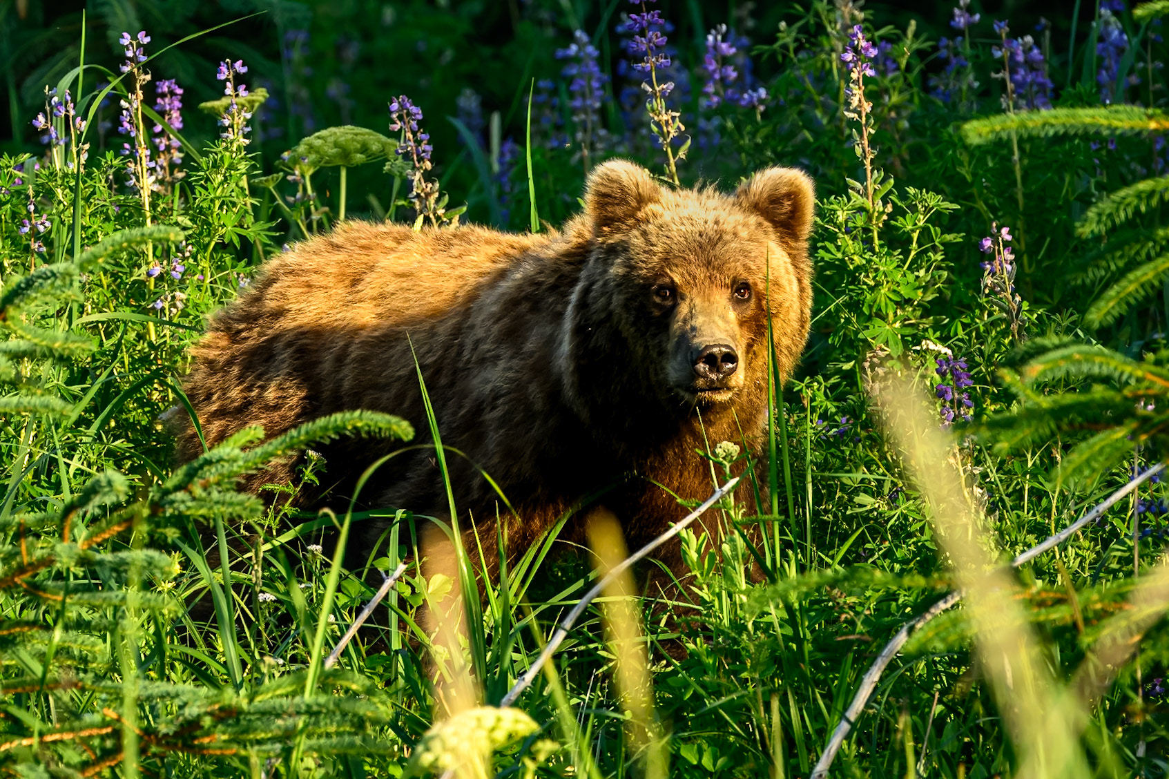 Lake Clark Coastal Grizzlies