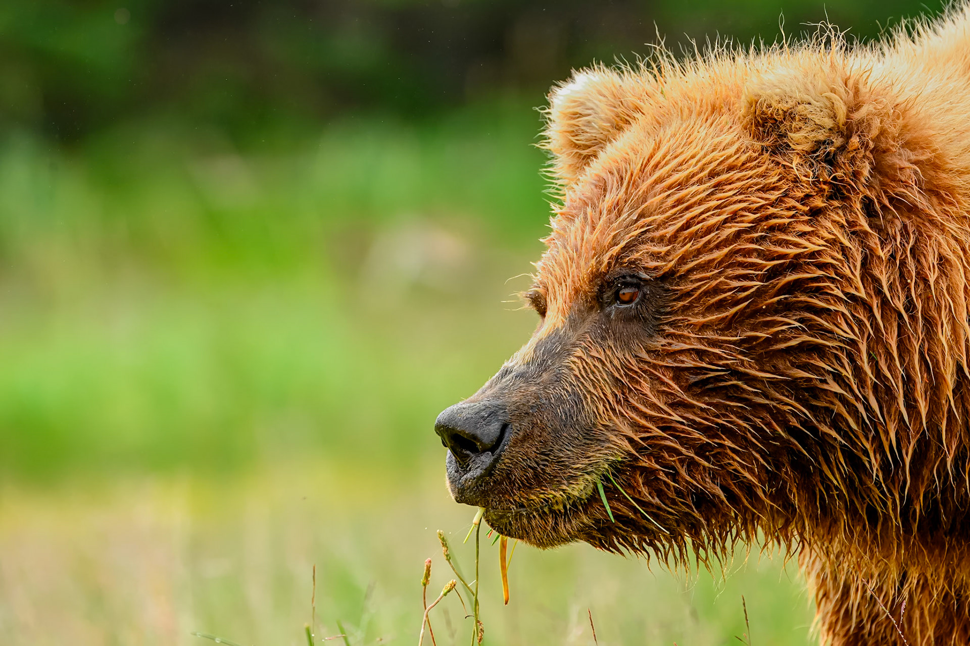 Lake Clark Coastal Grizzlies-Crimp Ear